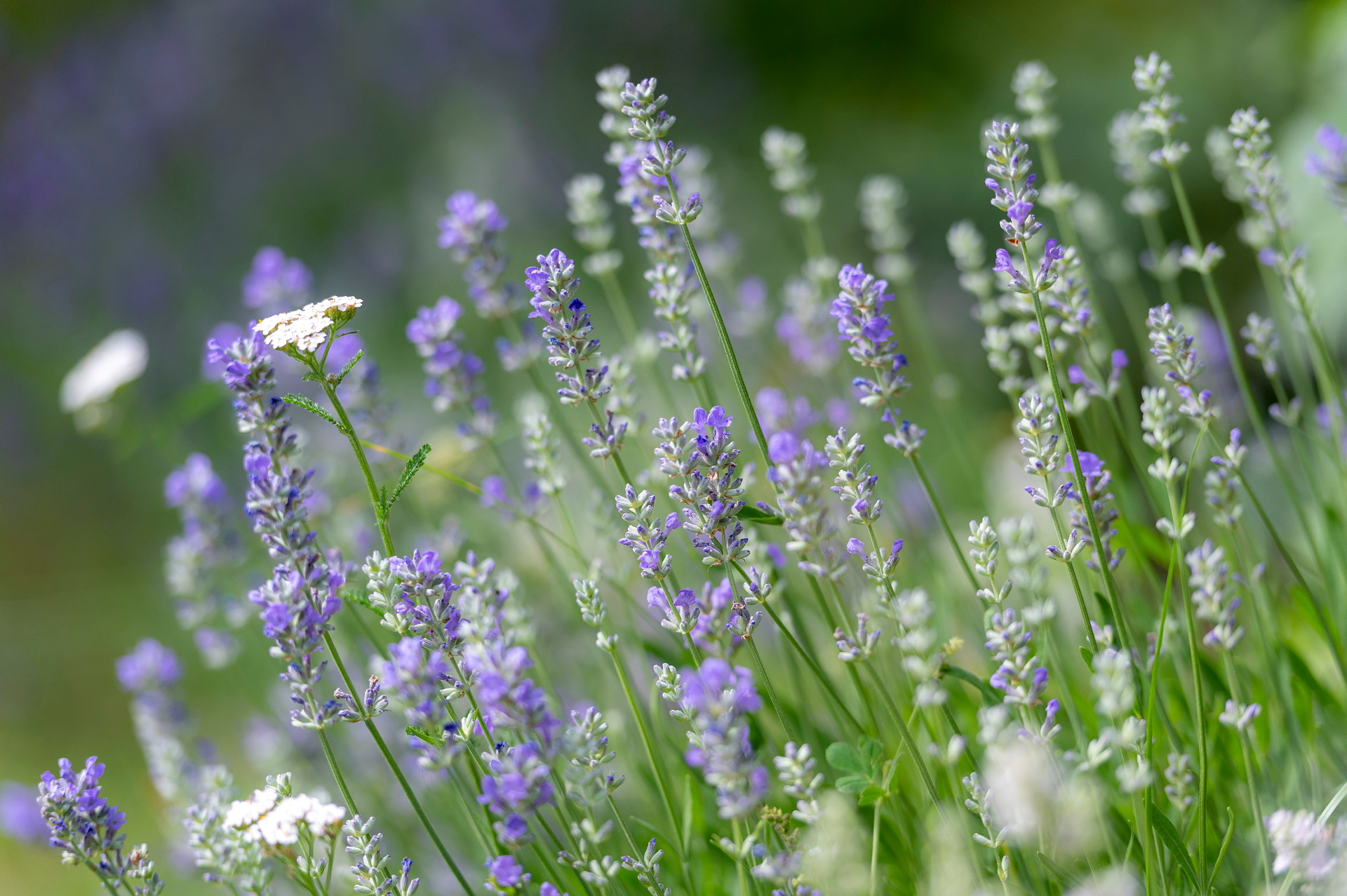 Lavendel