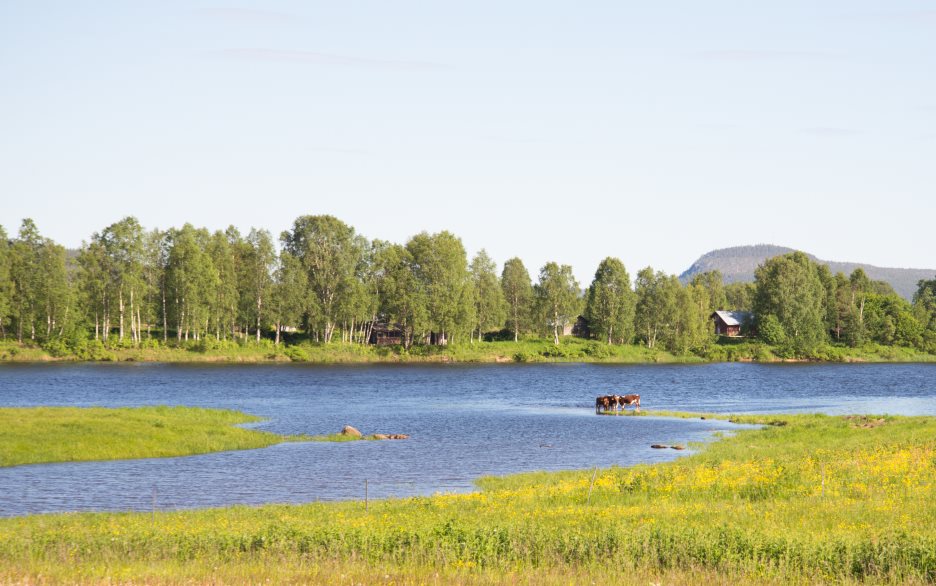 Landskap med berg, träd och älv.