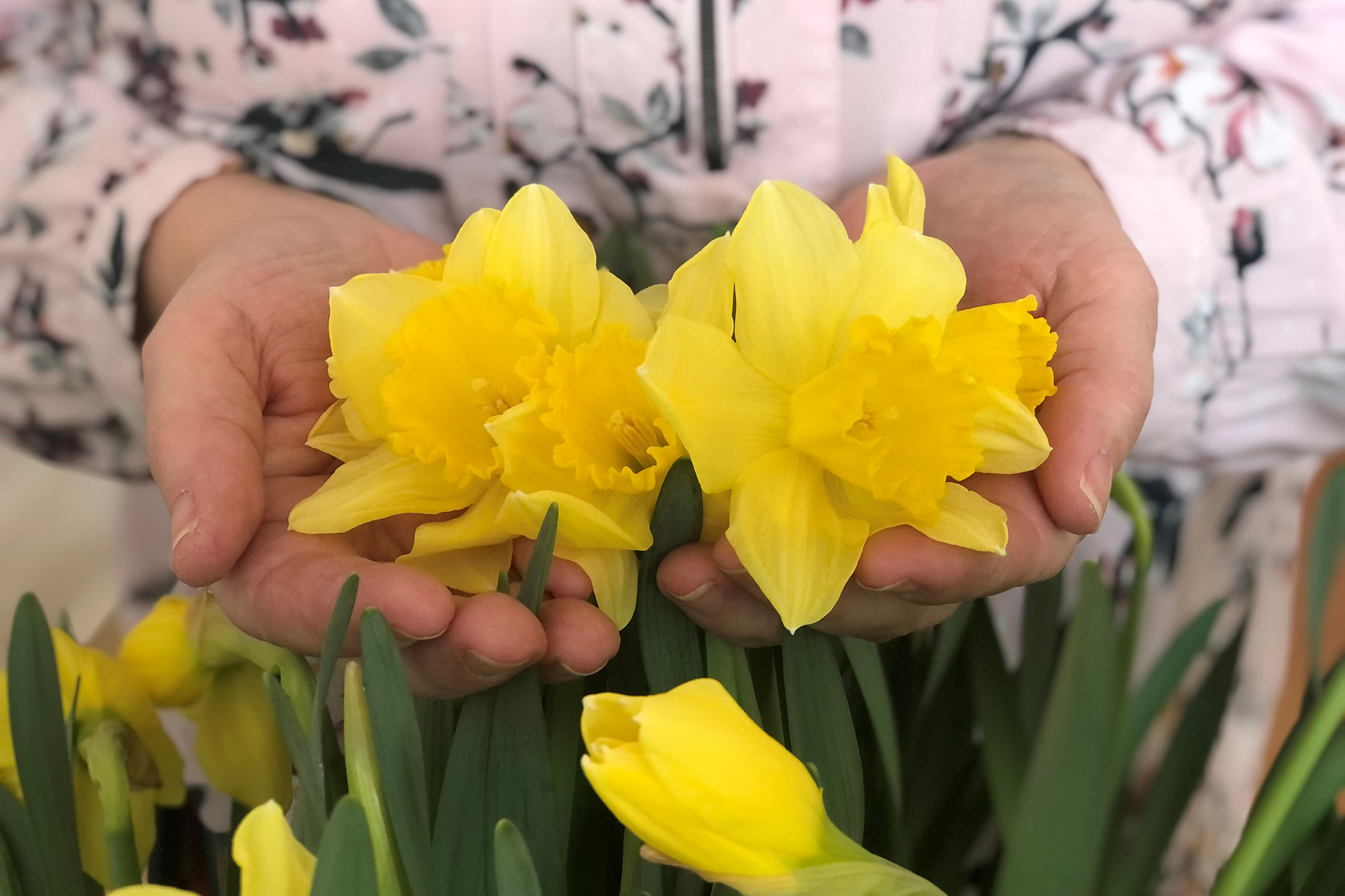 Händer med utslagna påskliljor