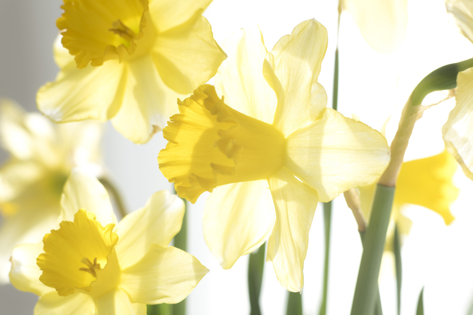 Gula klockformade blommor mot solljus.