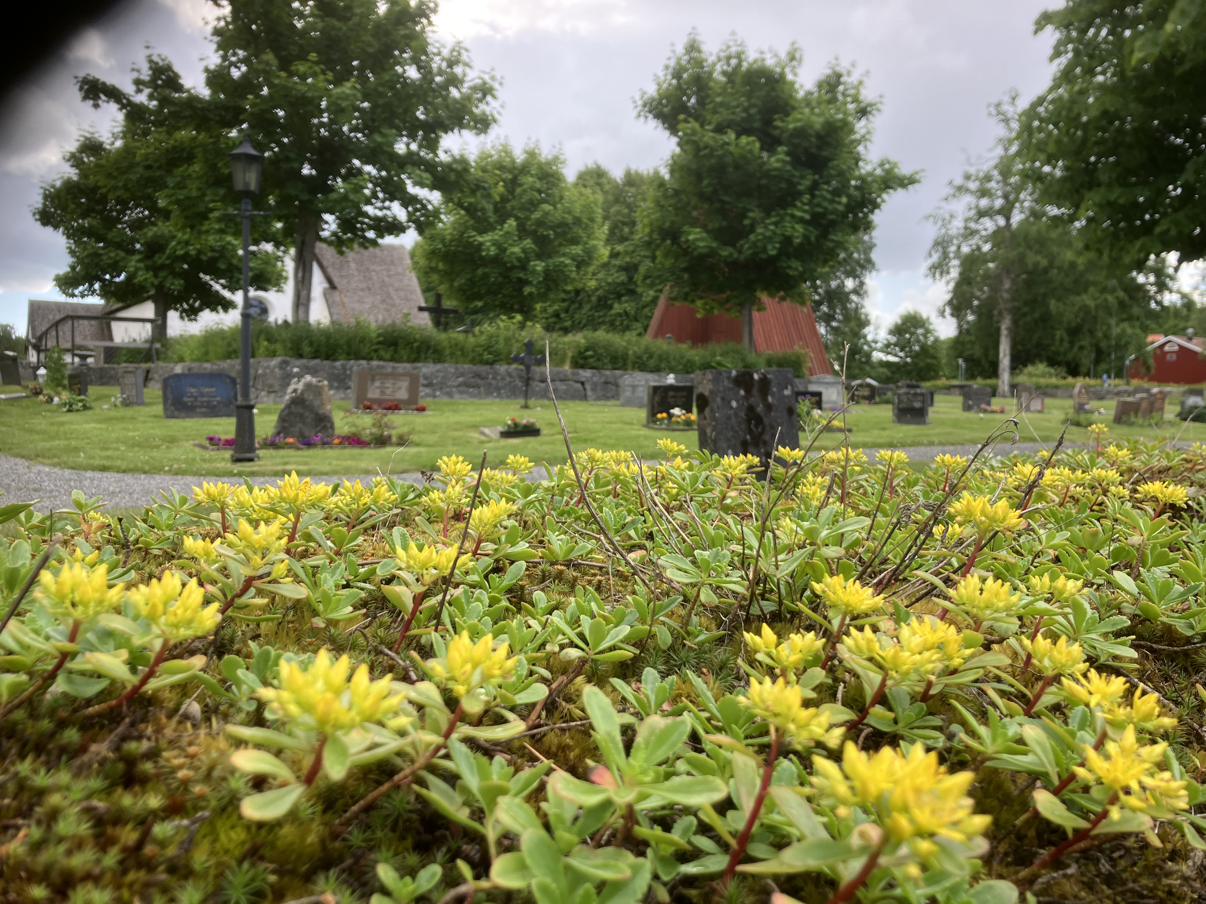 Blommor på Riala kyrkogård
