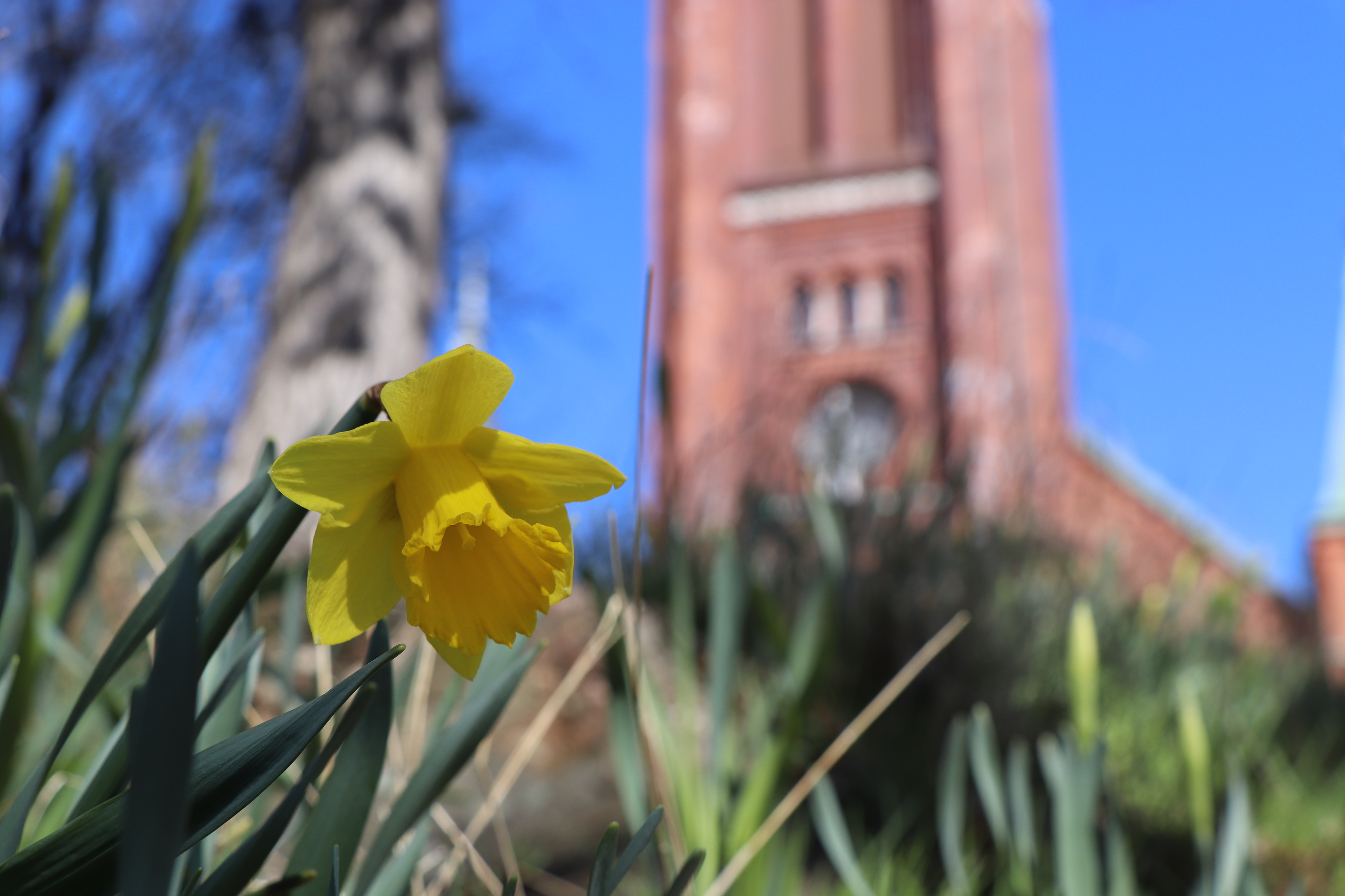 Påsklilja framför Örgryte nya kyrka