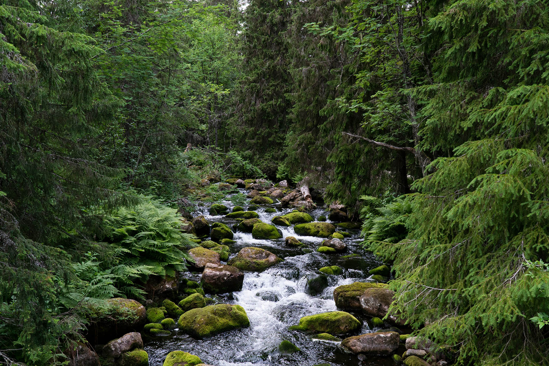 En bäck rinner genom ett skogslandskap.