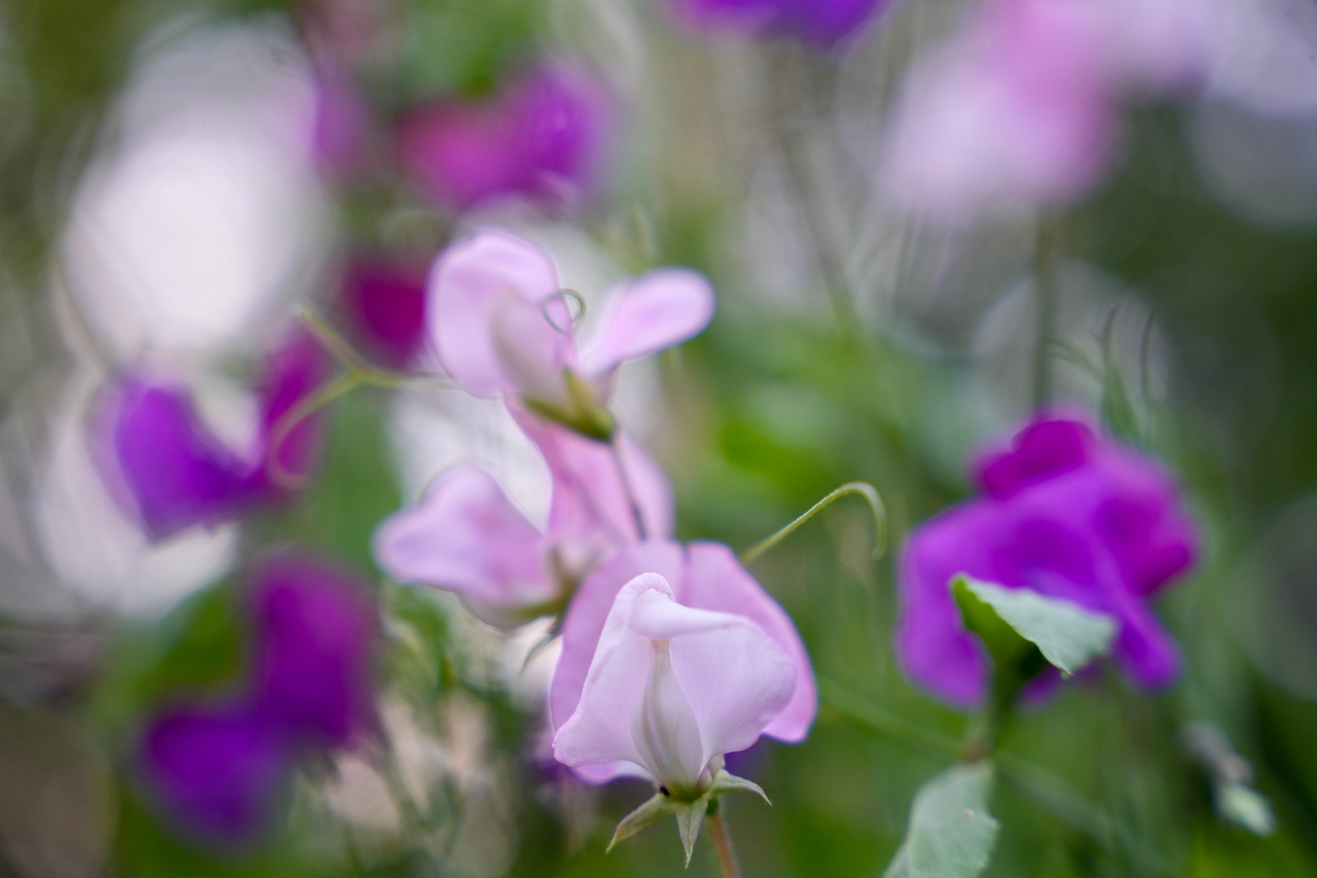 Lila små blommor i gräs