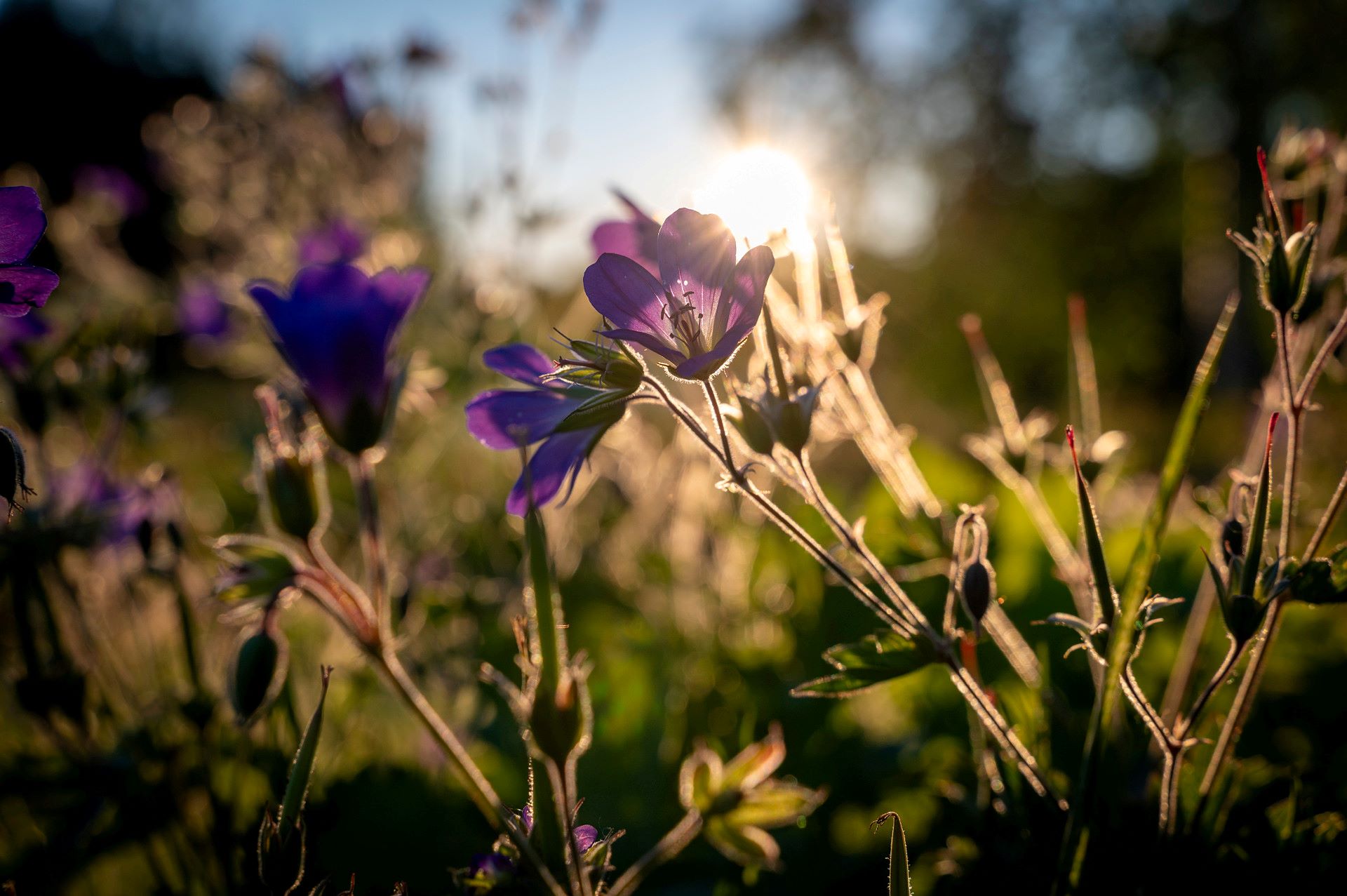 Sommarblommor i blått