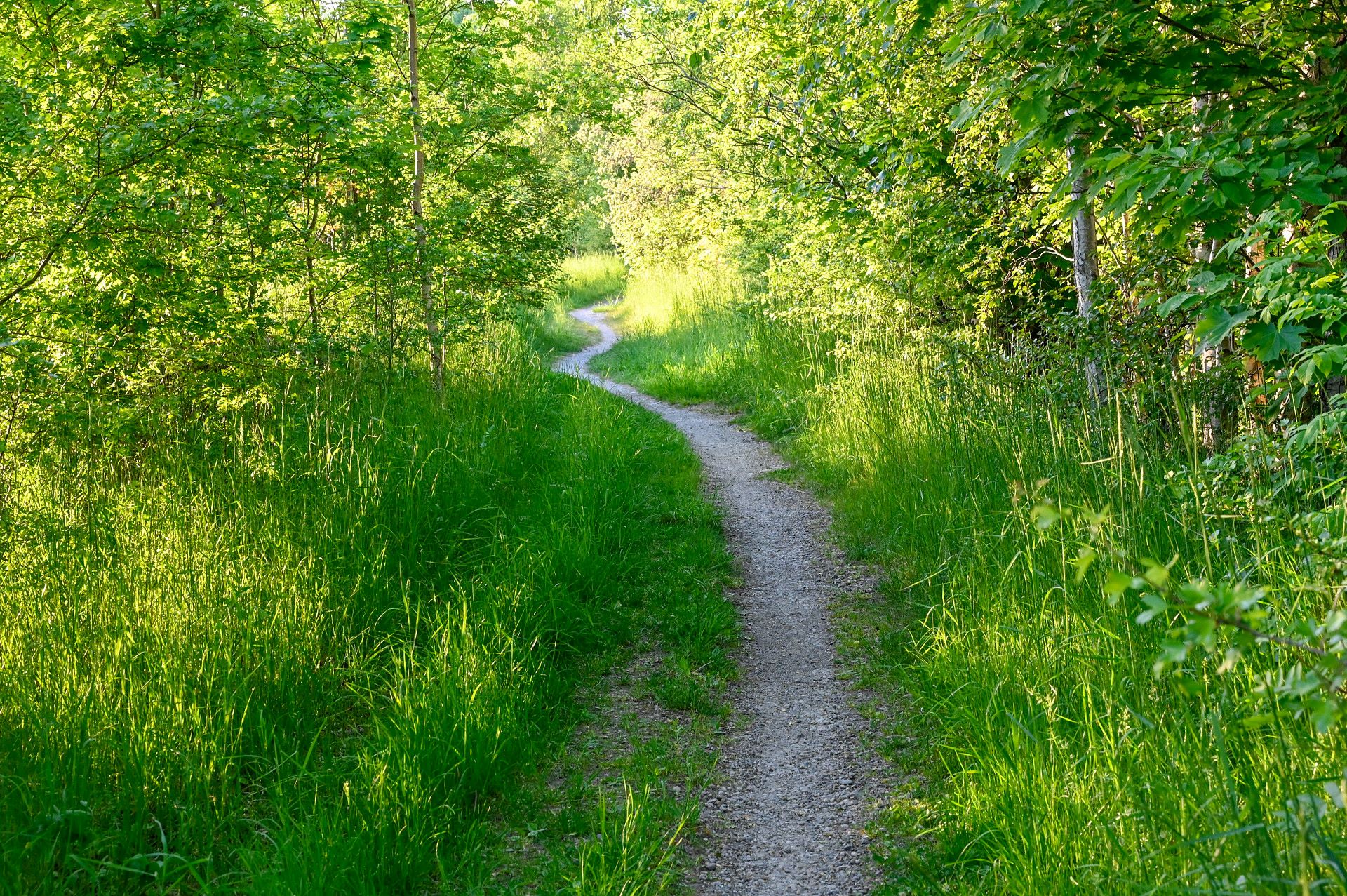  En smal stig omgiven av högt gräs bland unga träd.