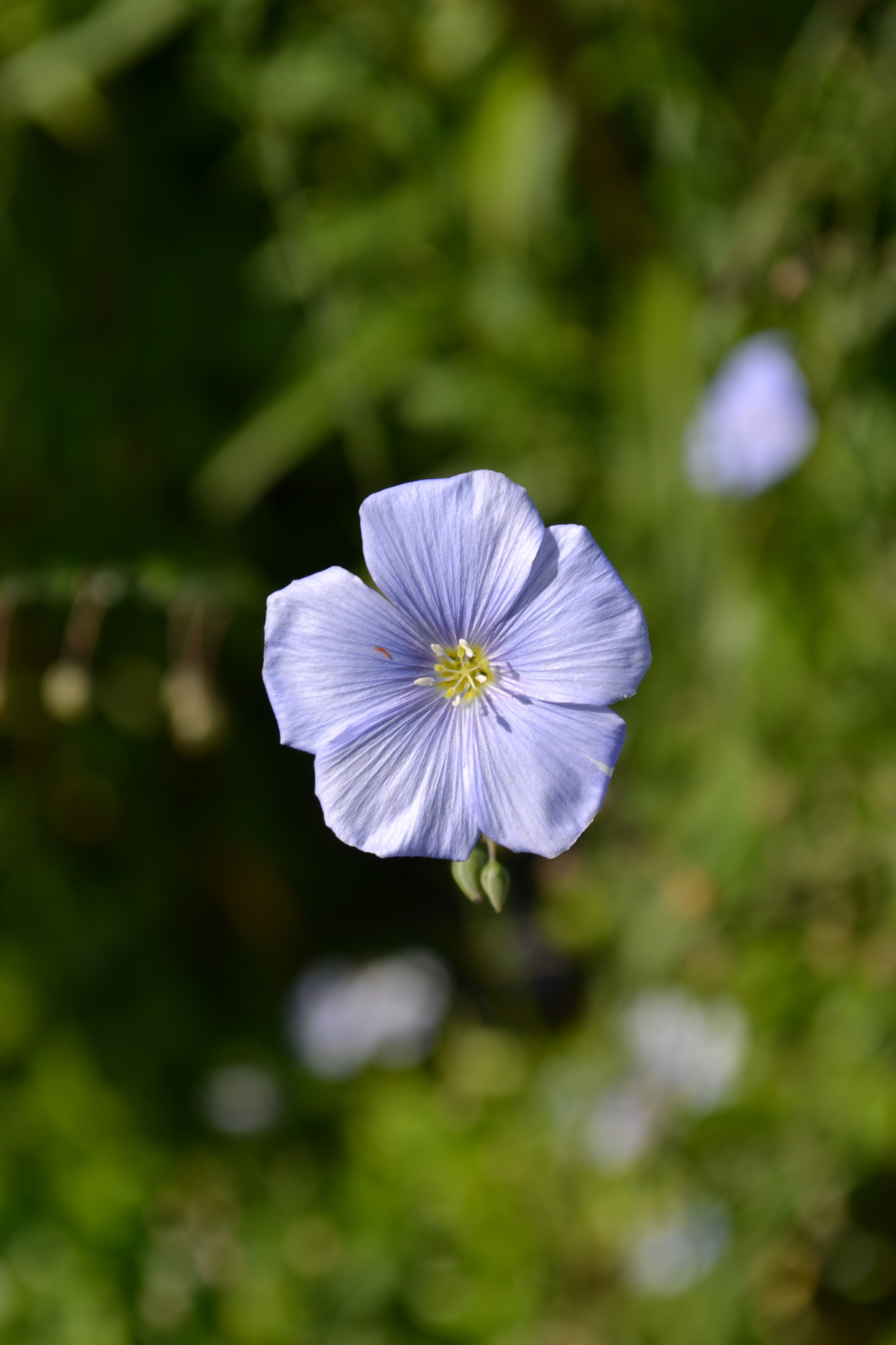 blomma