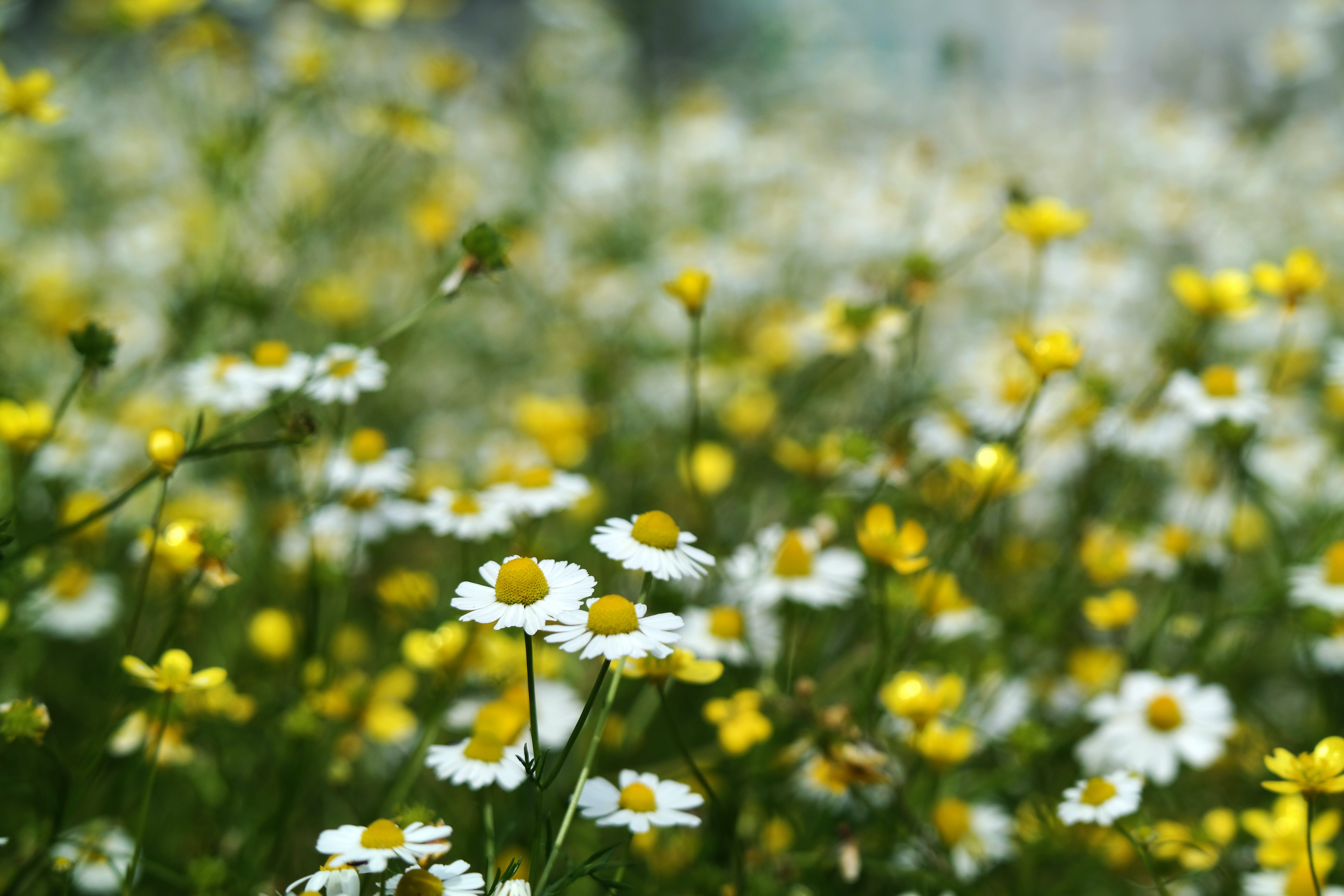 En äng av vita blommor.