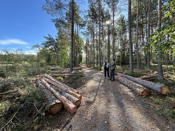 Vi ser två personer på avstånd, stående längs en skogsstig. Det ligger avverkade stammar längs med stigen och är en barrskog runtomkring.