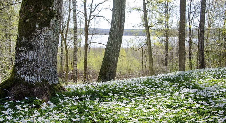 Lundby äng naturreservat