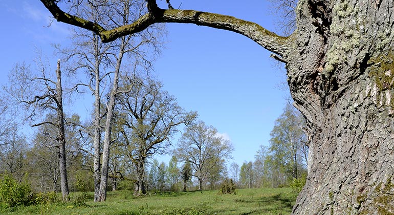 Snavlunda naturreservat