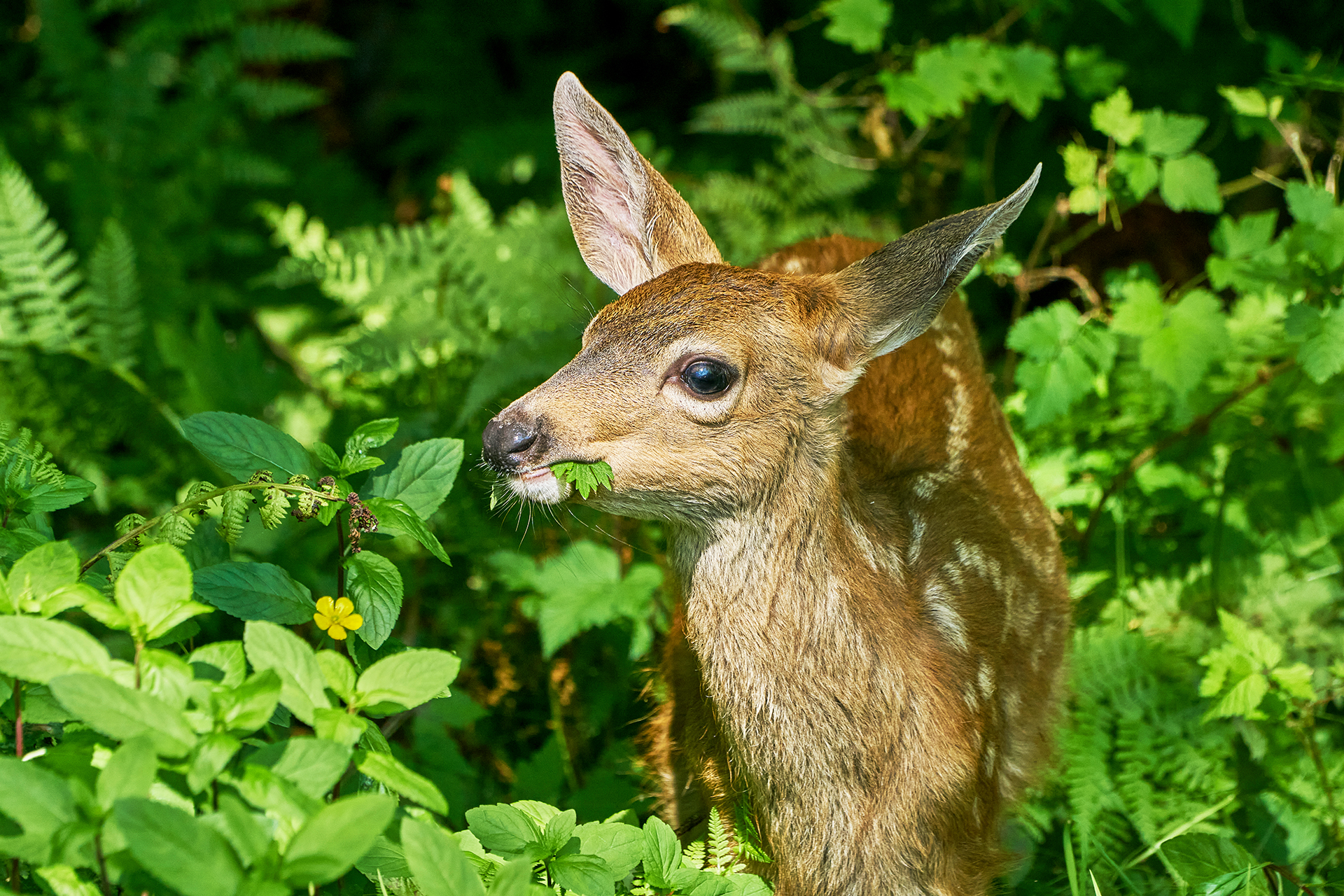 rådjur bland buskar