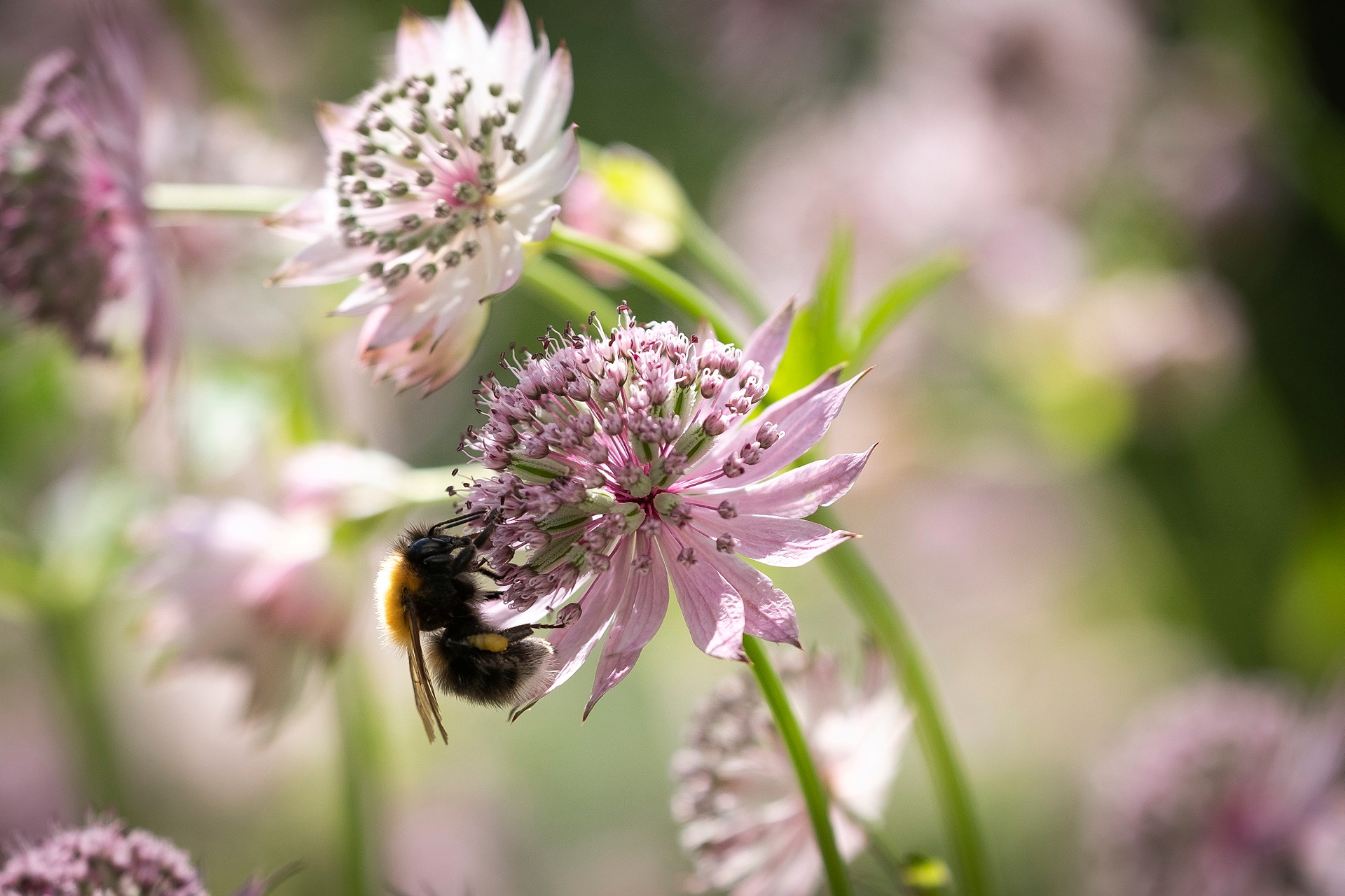 Bilden visar en humla i en sommarblomma, stjärnflocka.
