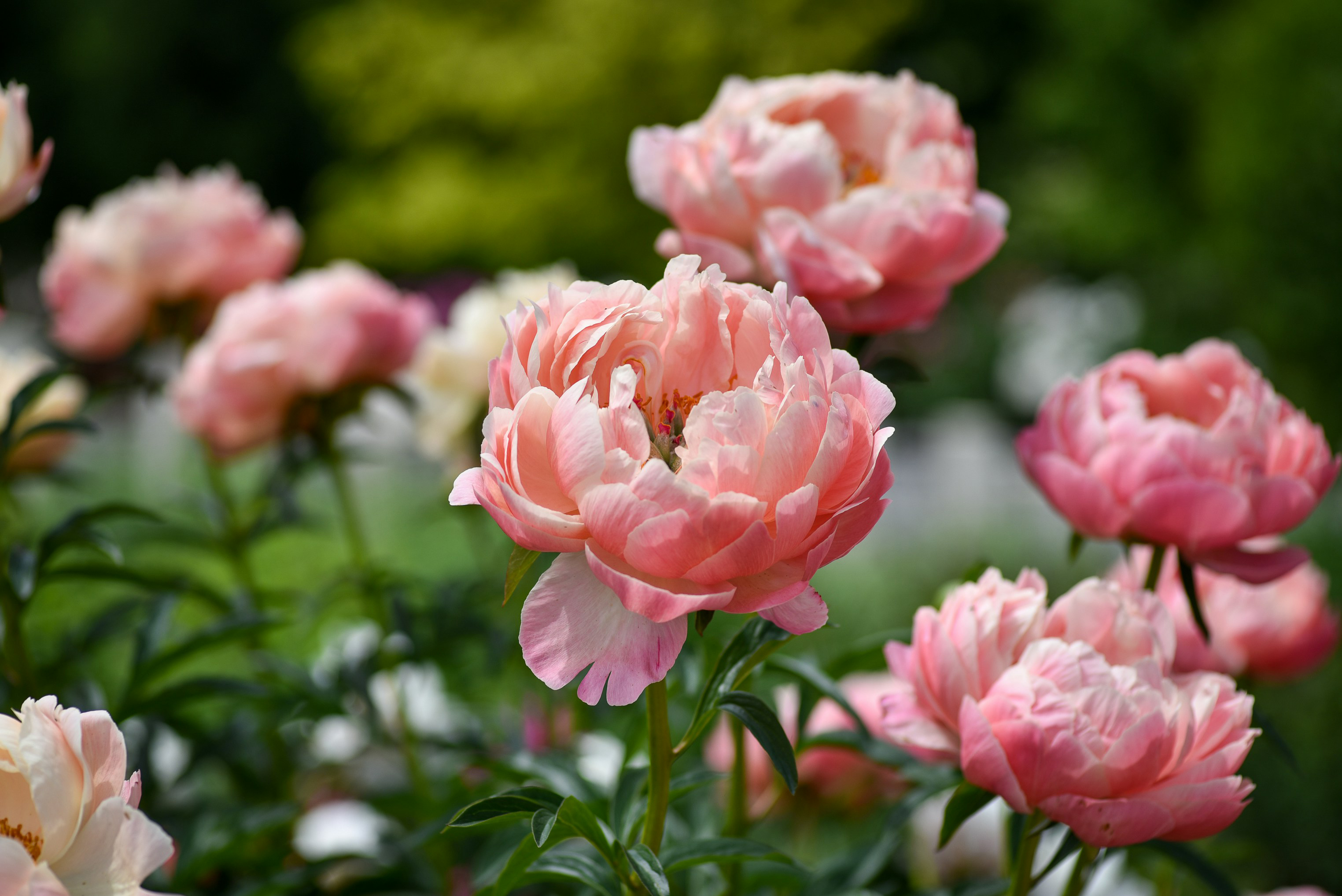 Rosa pioner