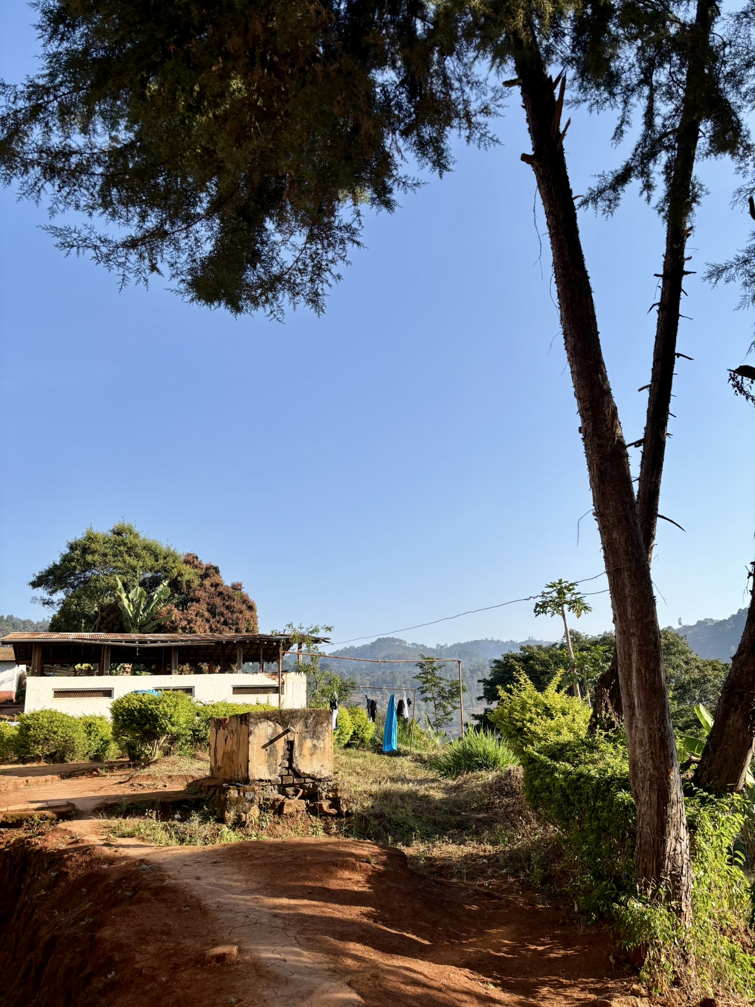Palmer, träd och en byggnad med blå himmel i bakgrunden. 