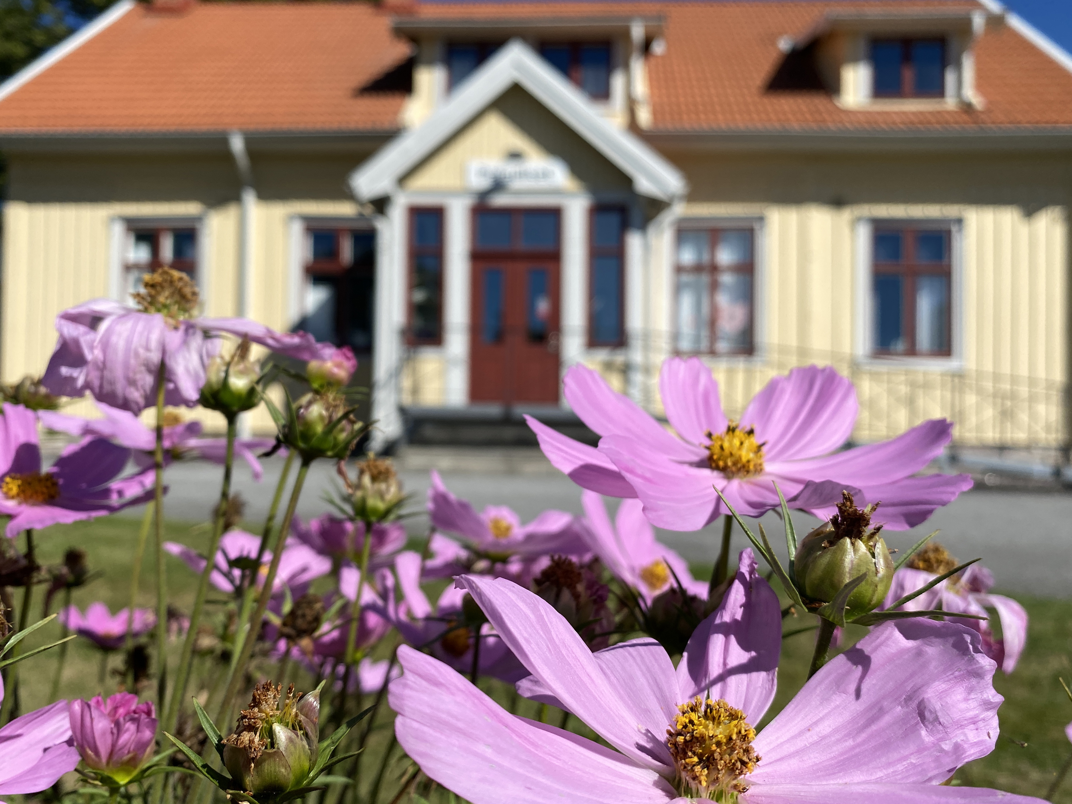 Rosa blommor i förgrunden. Huset Paradiset i bakgrunden.