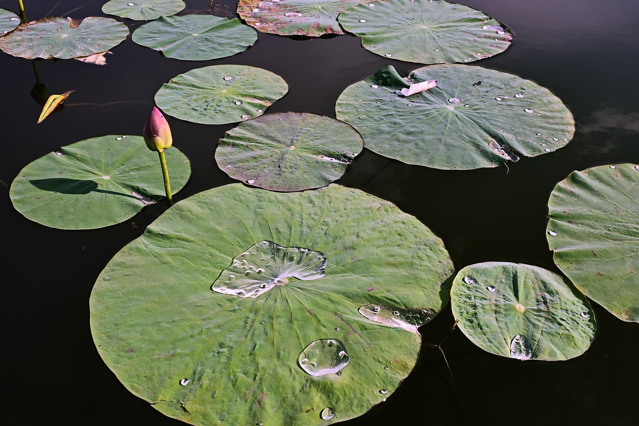Näckrosblad i vatten