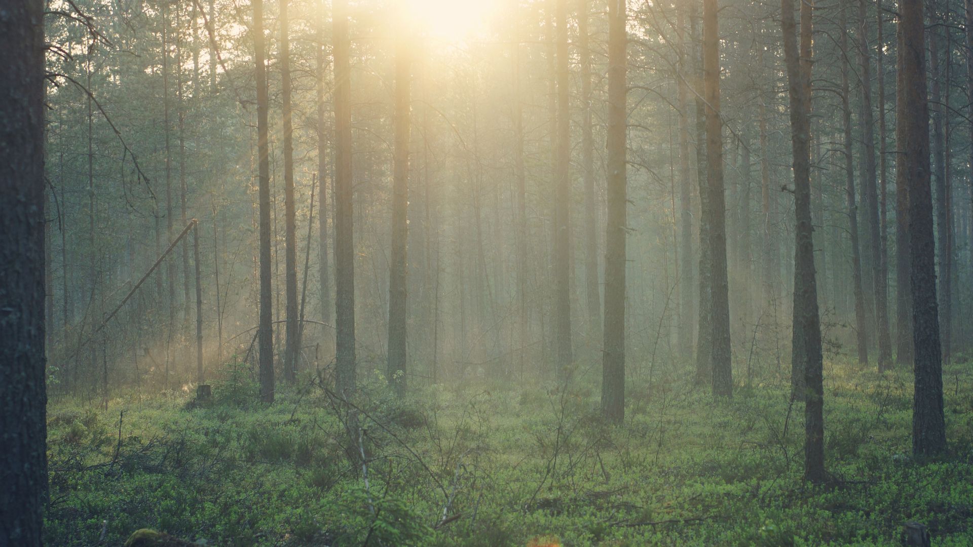 Skog med ljus från solen som lyser genom träden