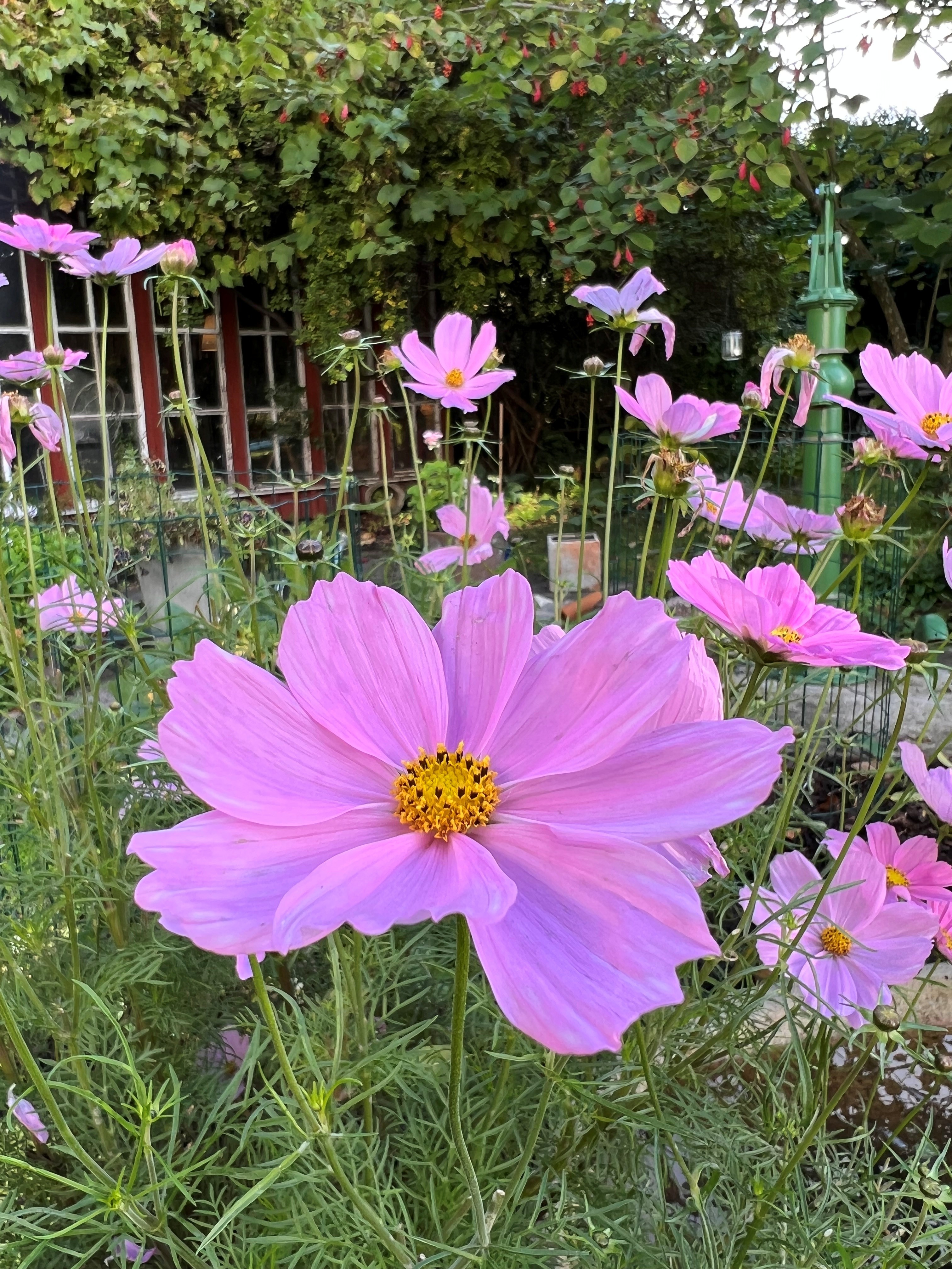 utslagen rosa rosenskära/cosmos i trädgård