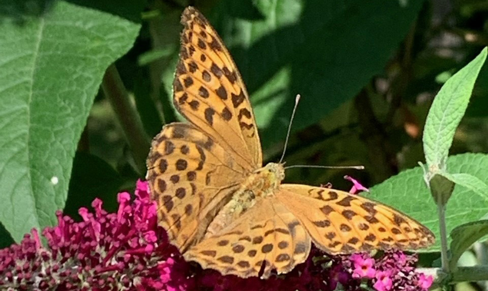 en fjäril på en buddleja blomma omgiven av gröna blad