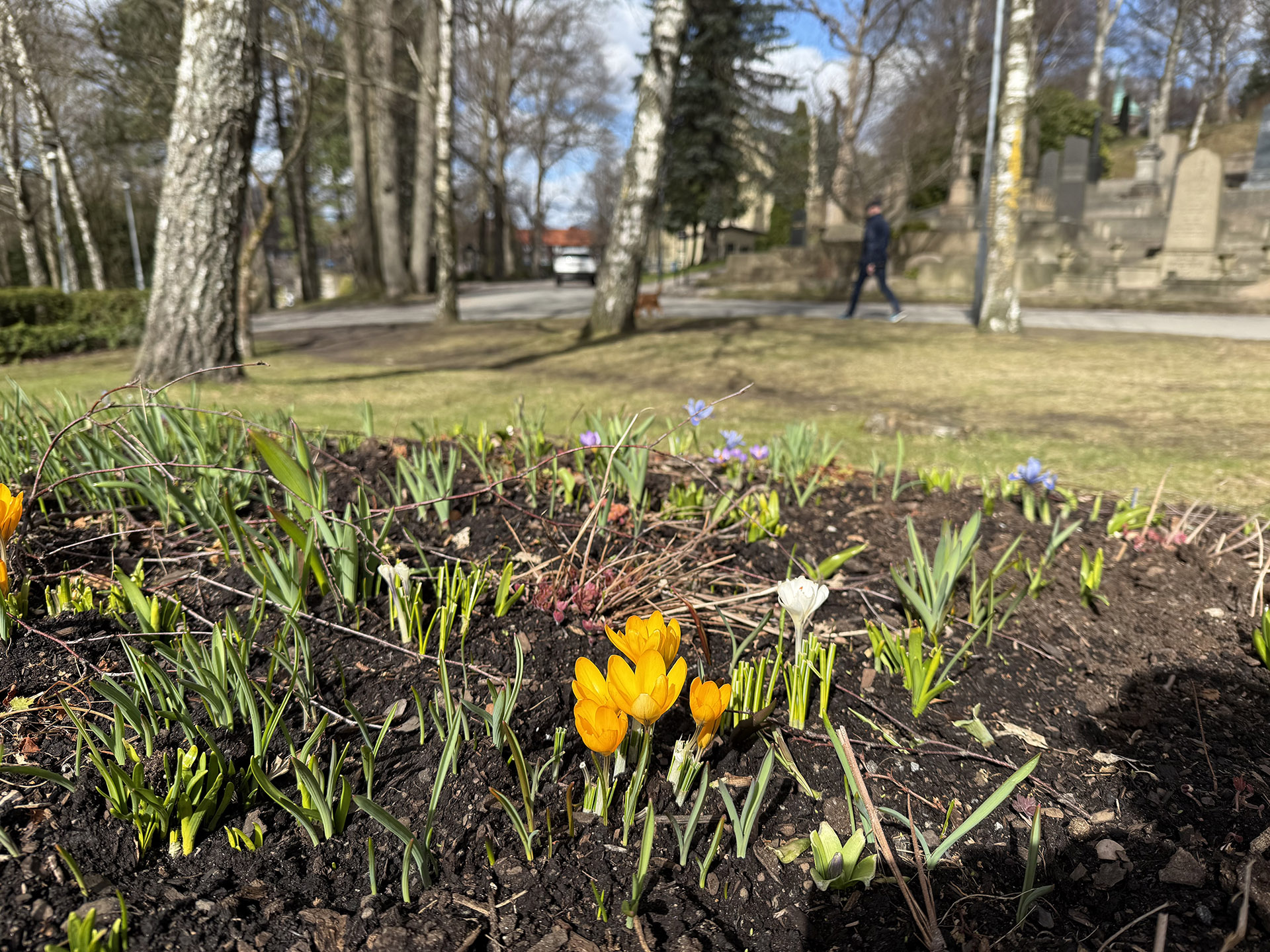 krokusar blommar i en rabatt, i bakgrunden träd, gravar och en väg.