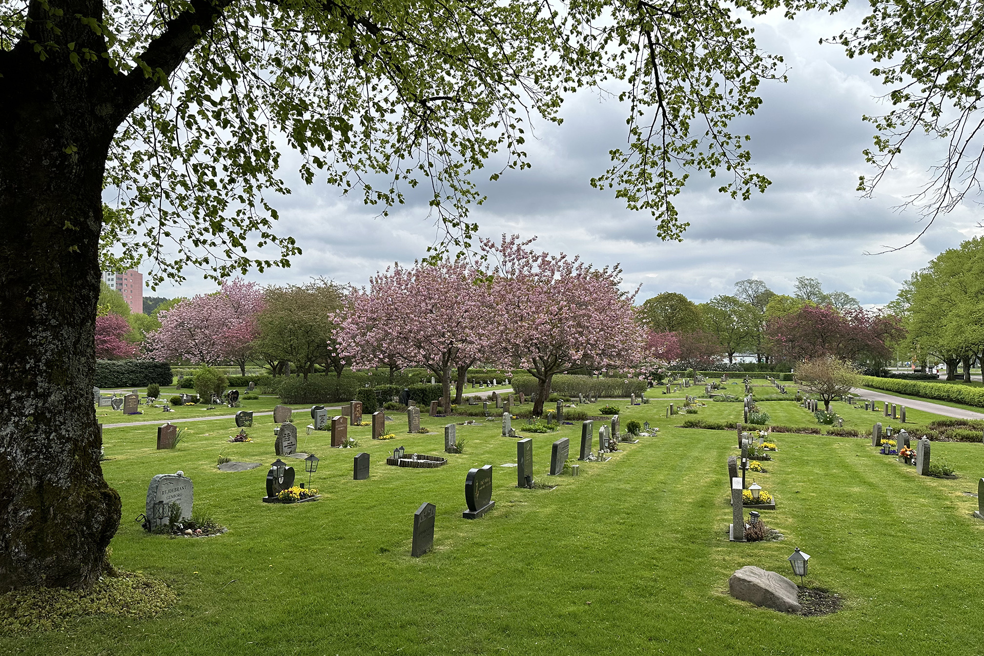 Kyrkogård med gravstenar i gräsyta och blommande körsbärsträd