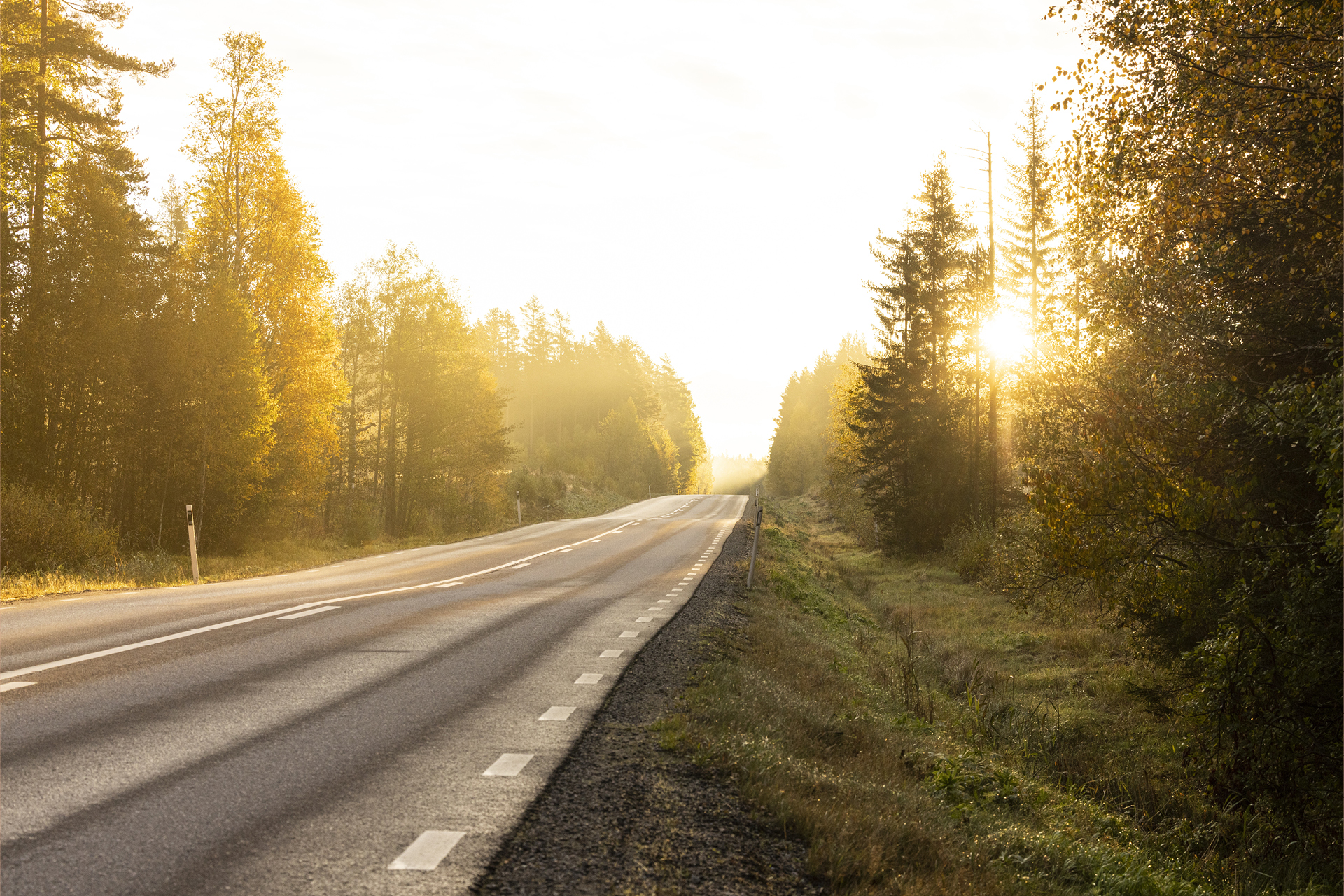 En skogsväg i soluppgång