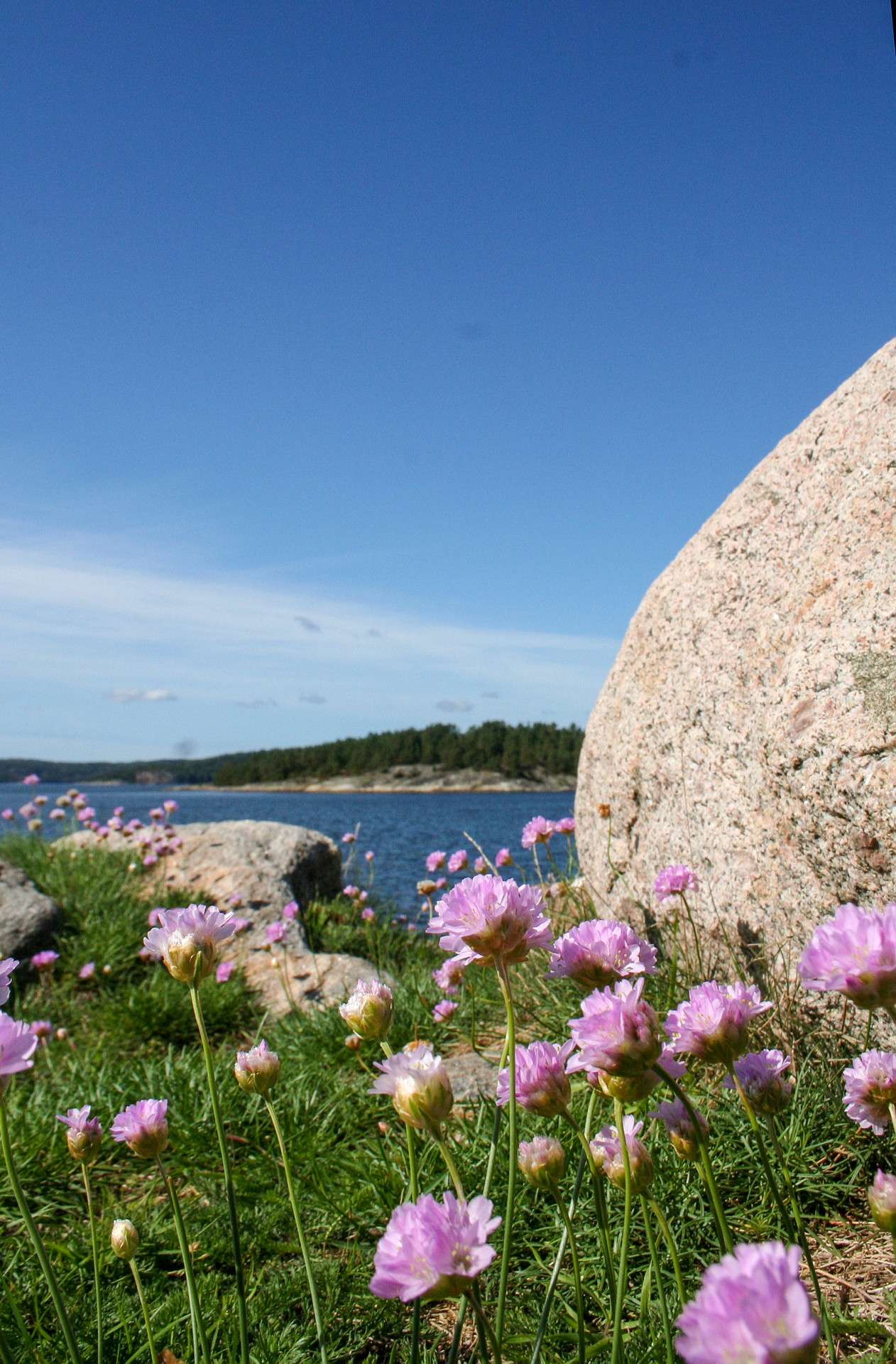 Sten, lila blommor vid hav. Sommar.