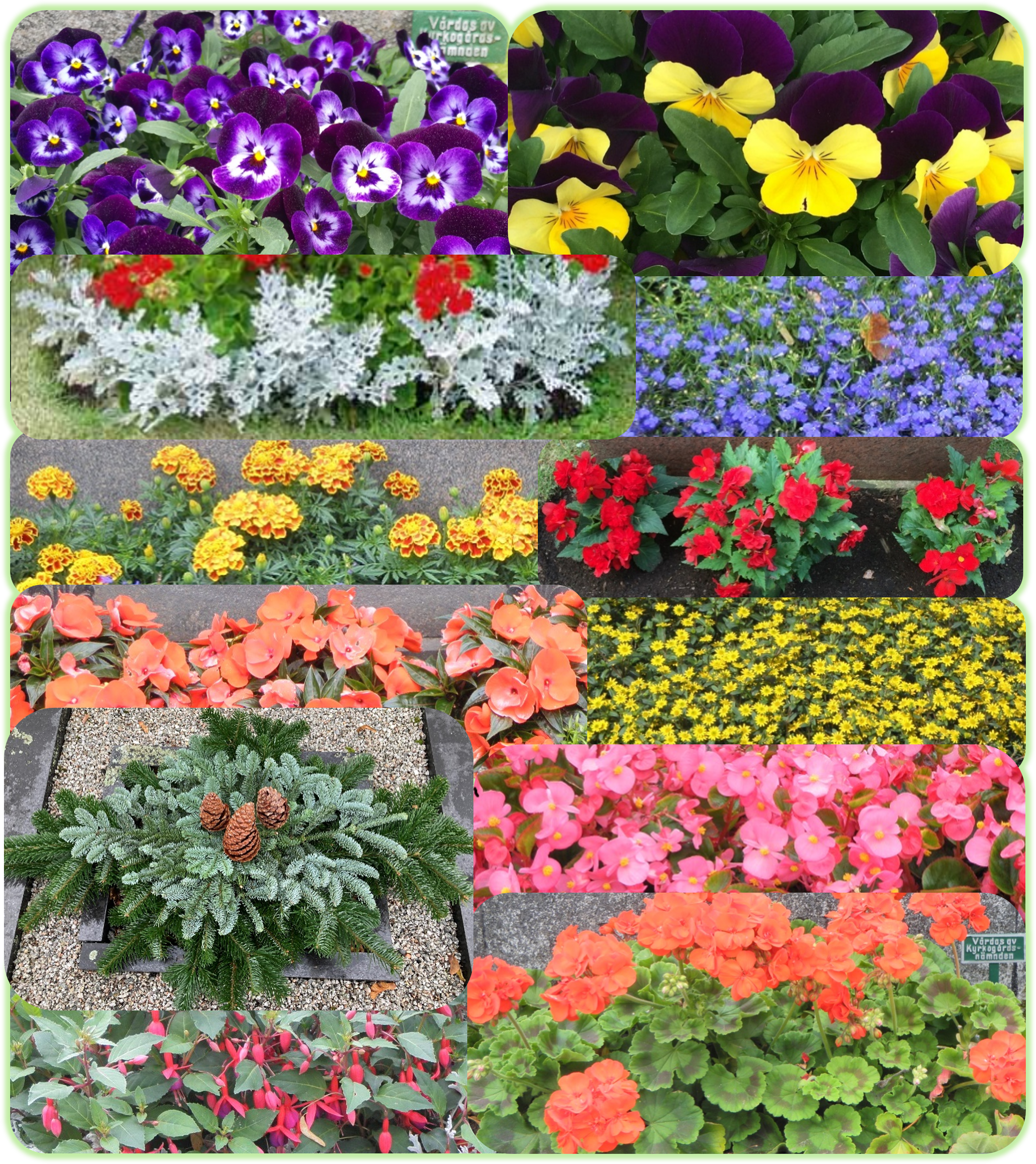 Växtsortiment Collage