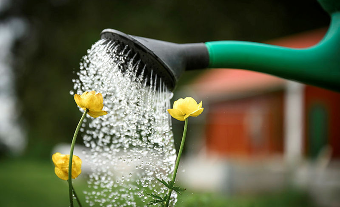 En vattenkanna strilar vatten på blommor.