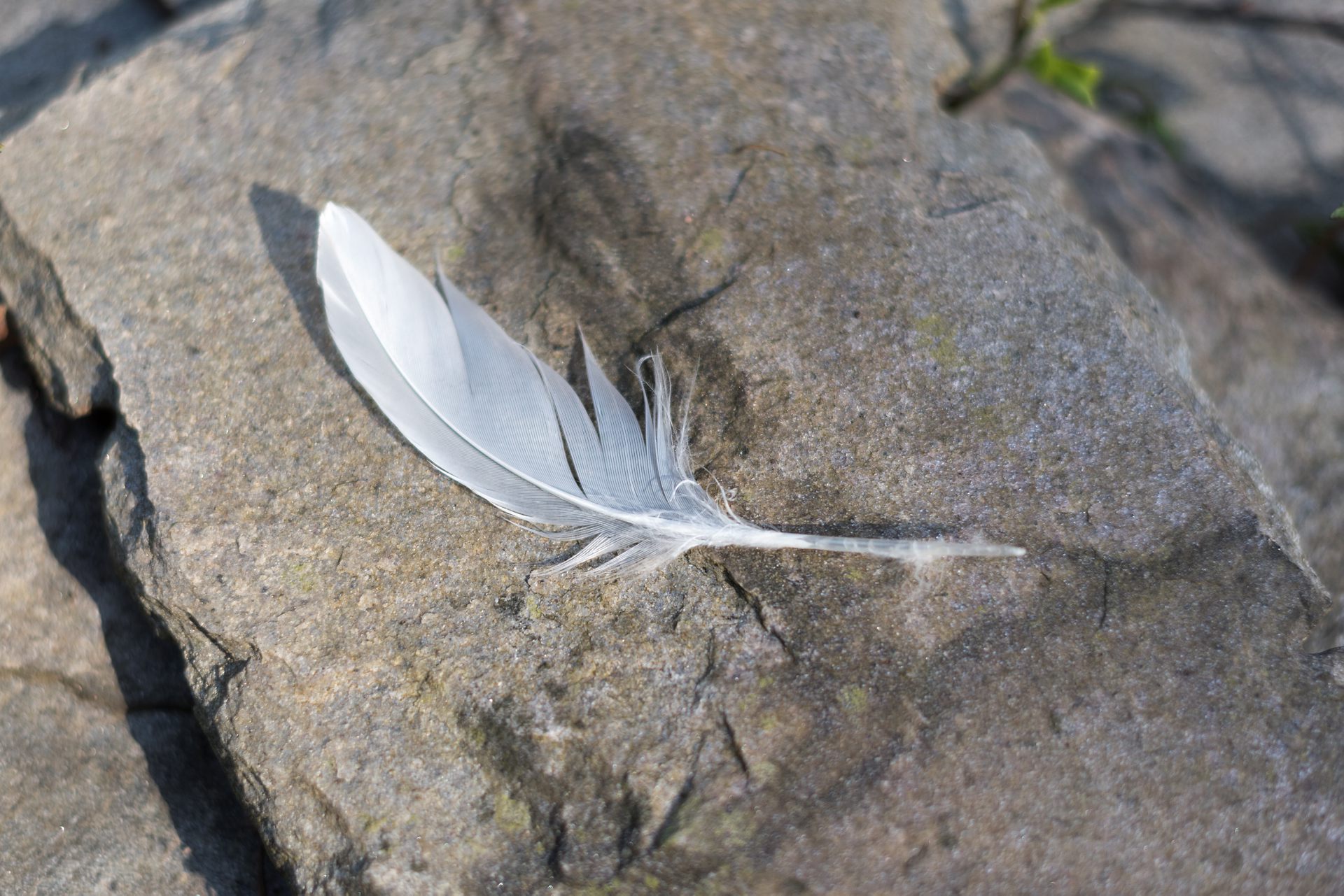 Vi fjäder på en sten.