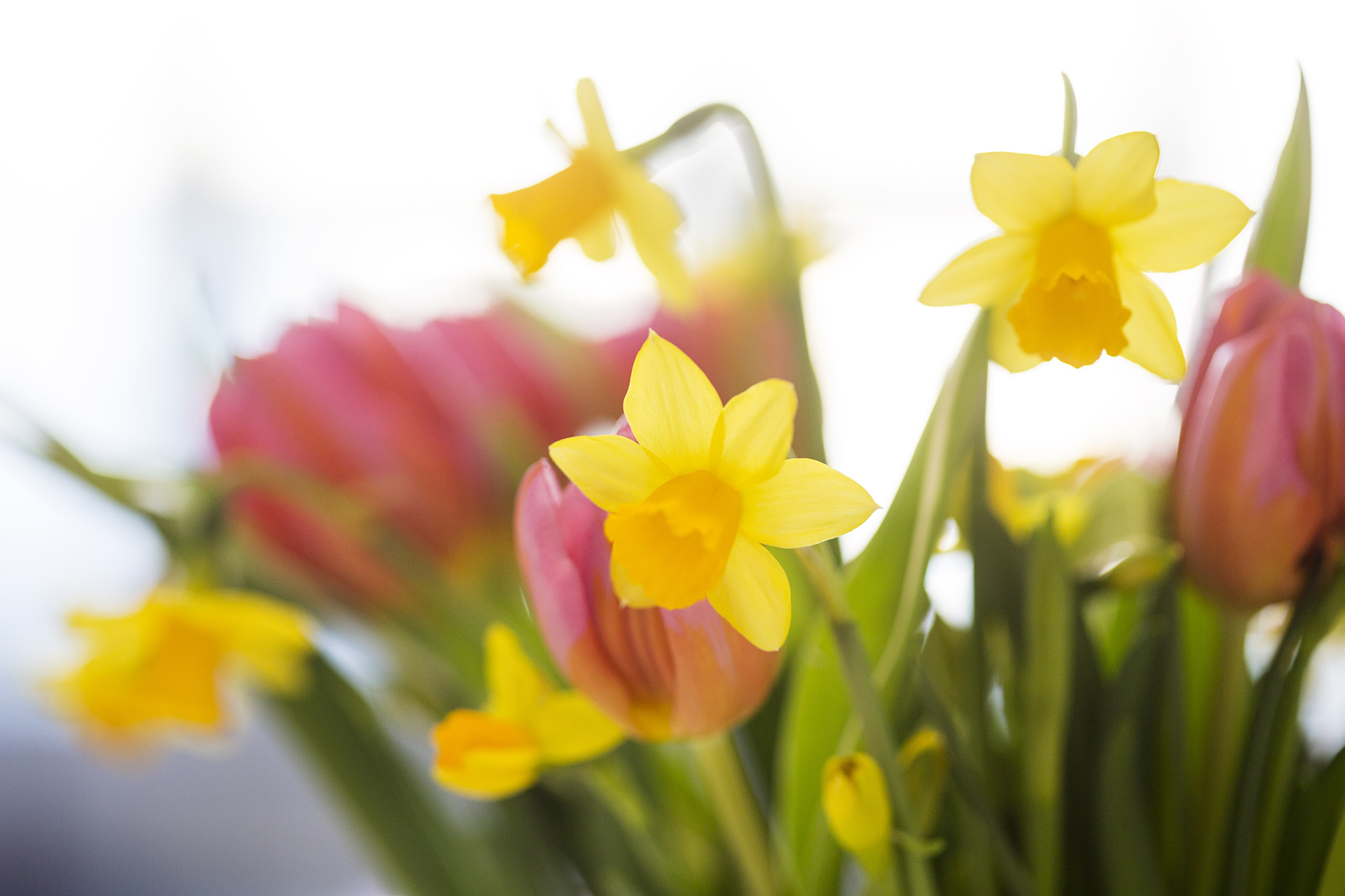 Bukett påskblommor.