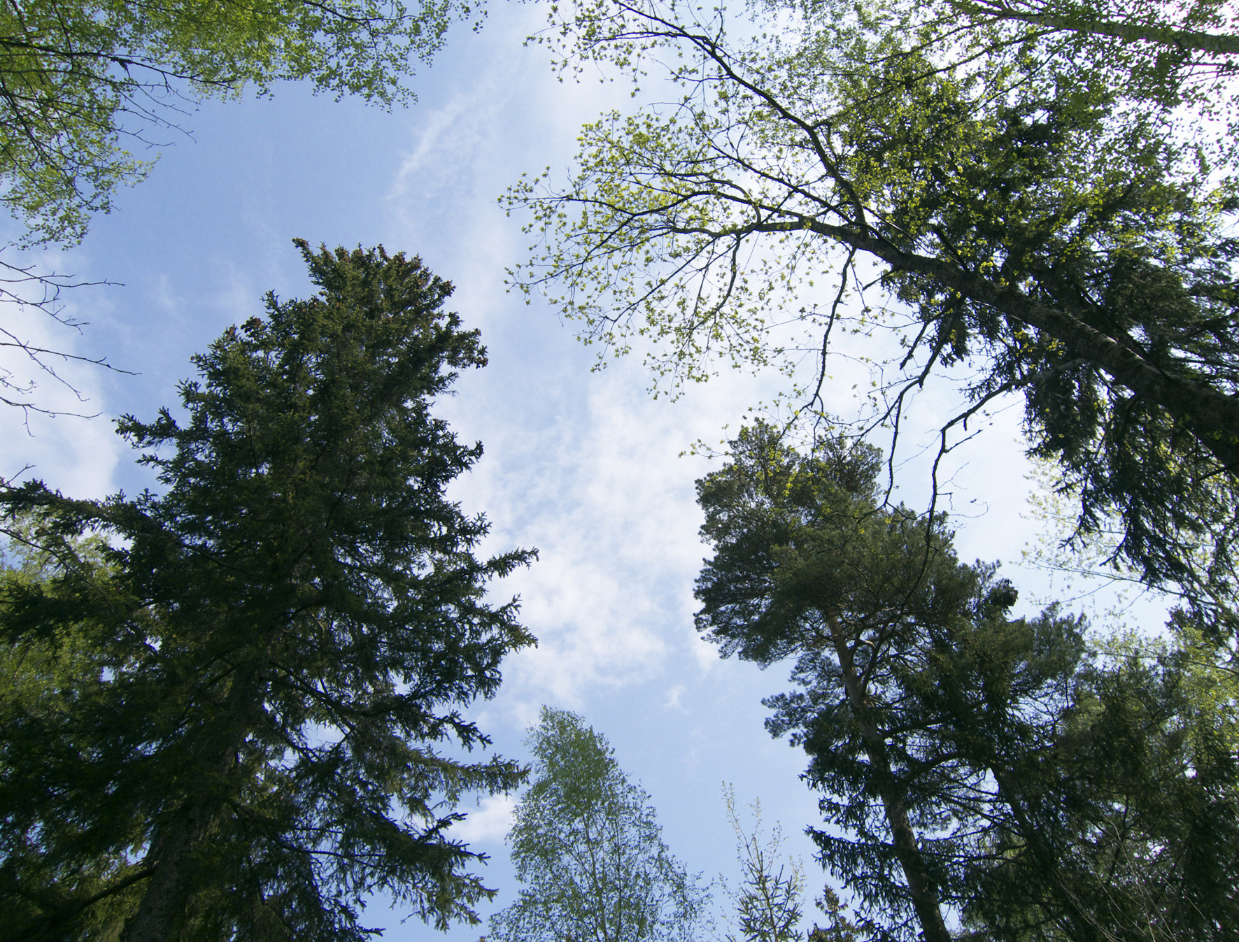 Tittar uppåt mot trädtoppar och ser den blå himlen.