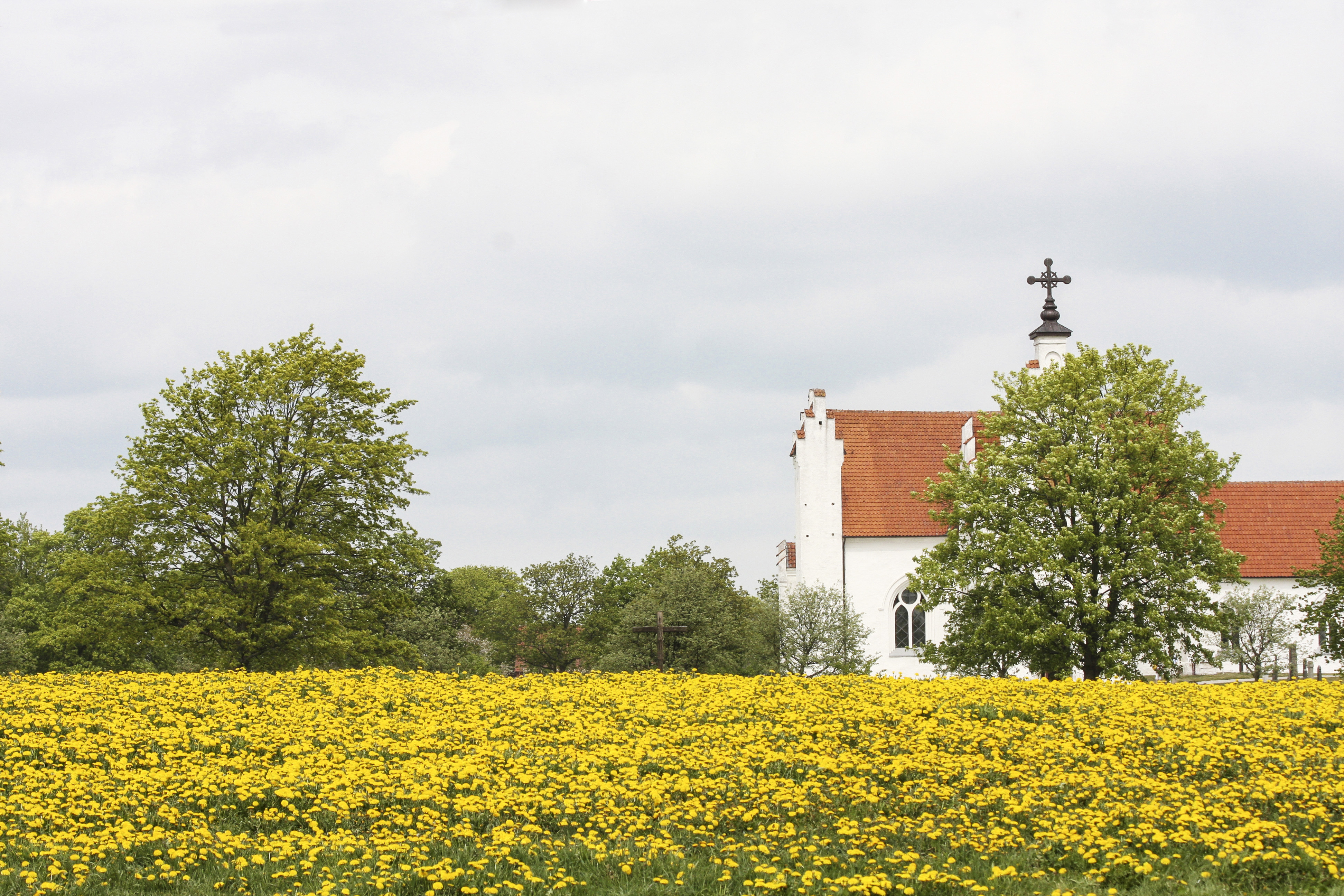 Ett maskrosfält och en kyrka i bakgrunden.
