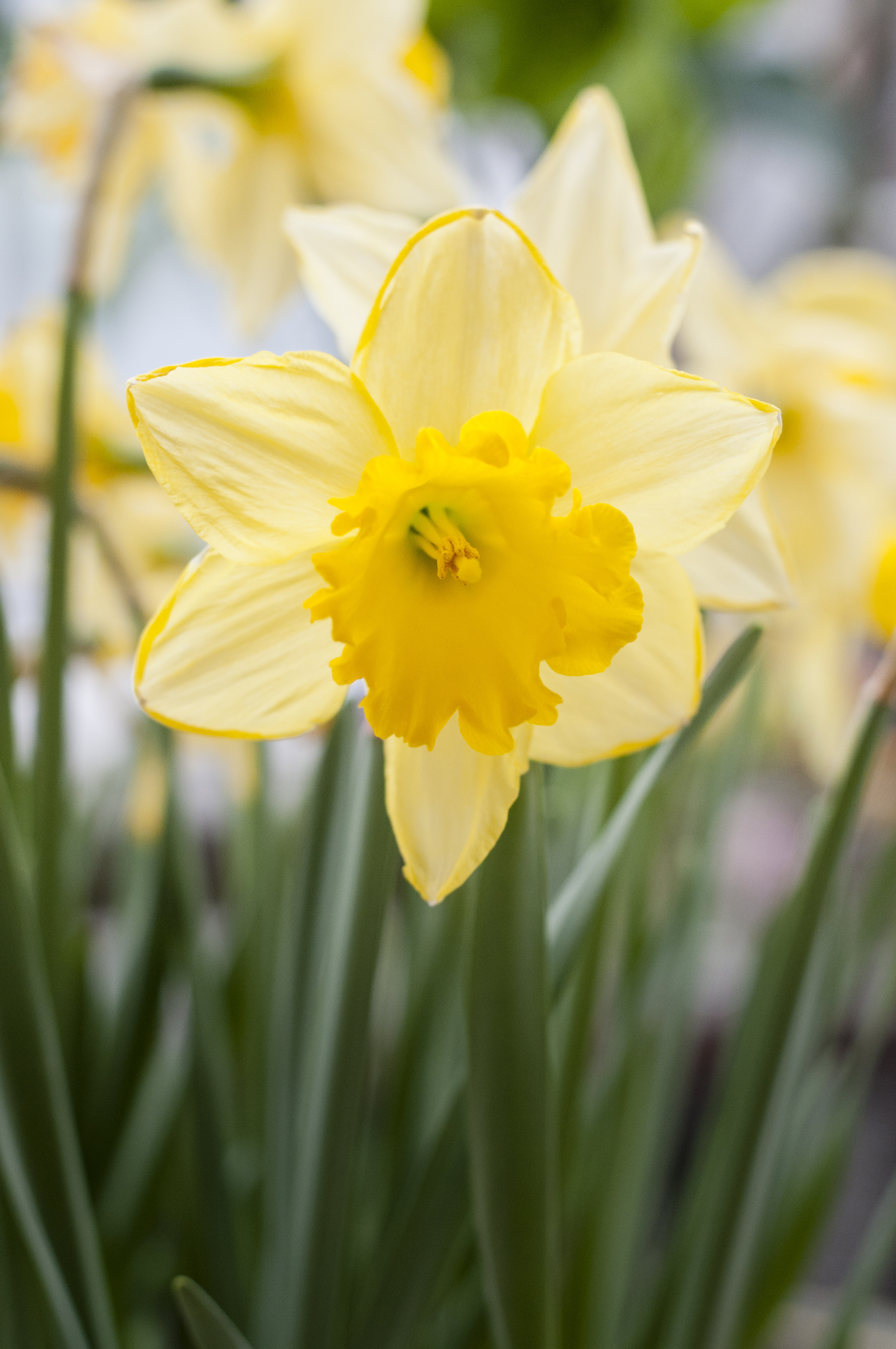 Närbild på en påsklilja.