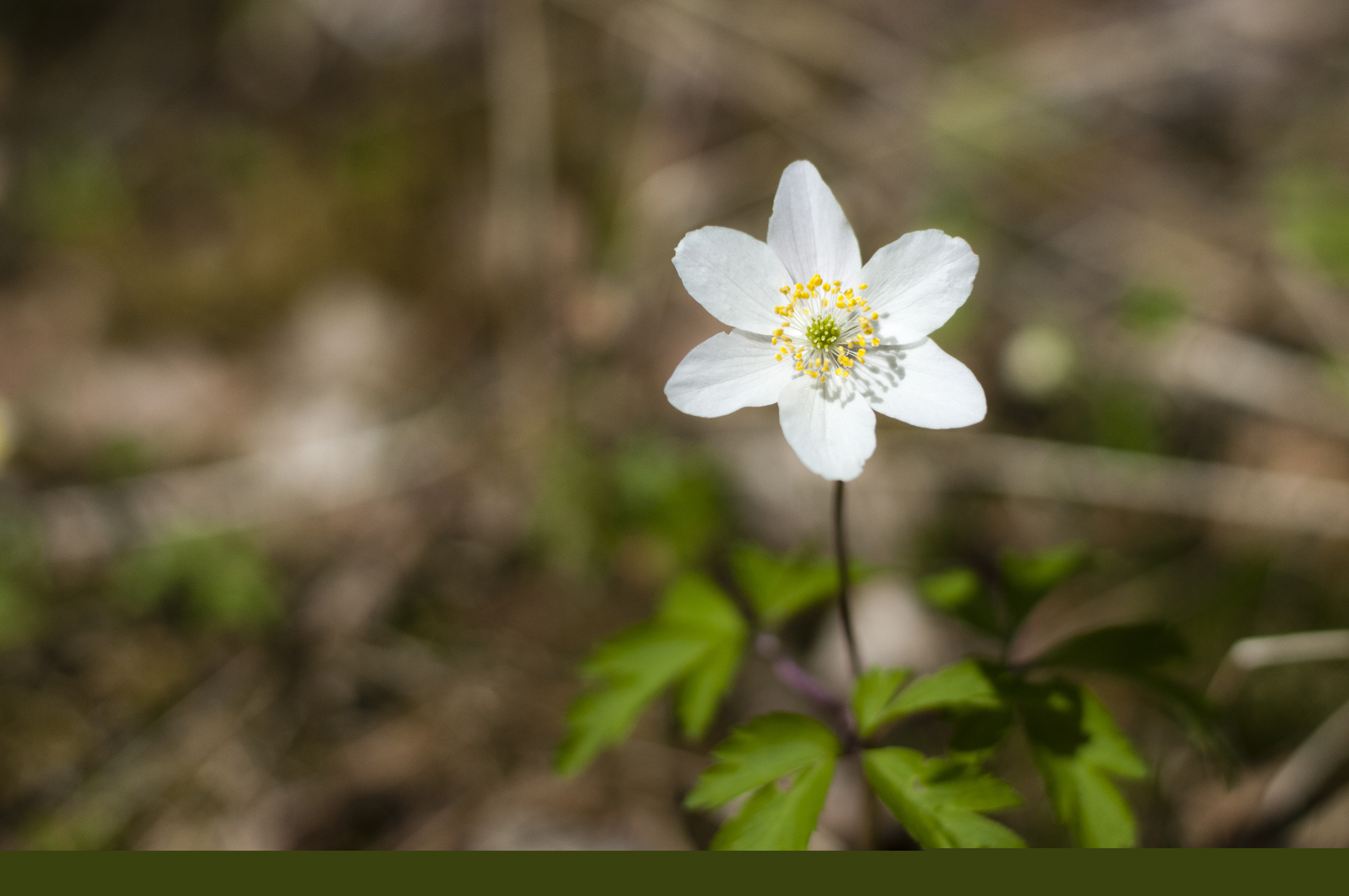 Närbild på en vitsippa.