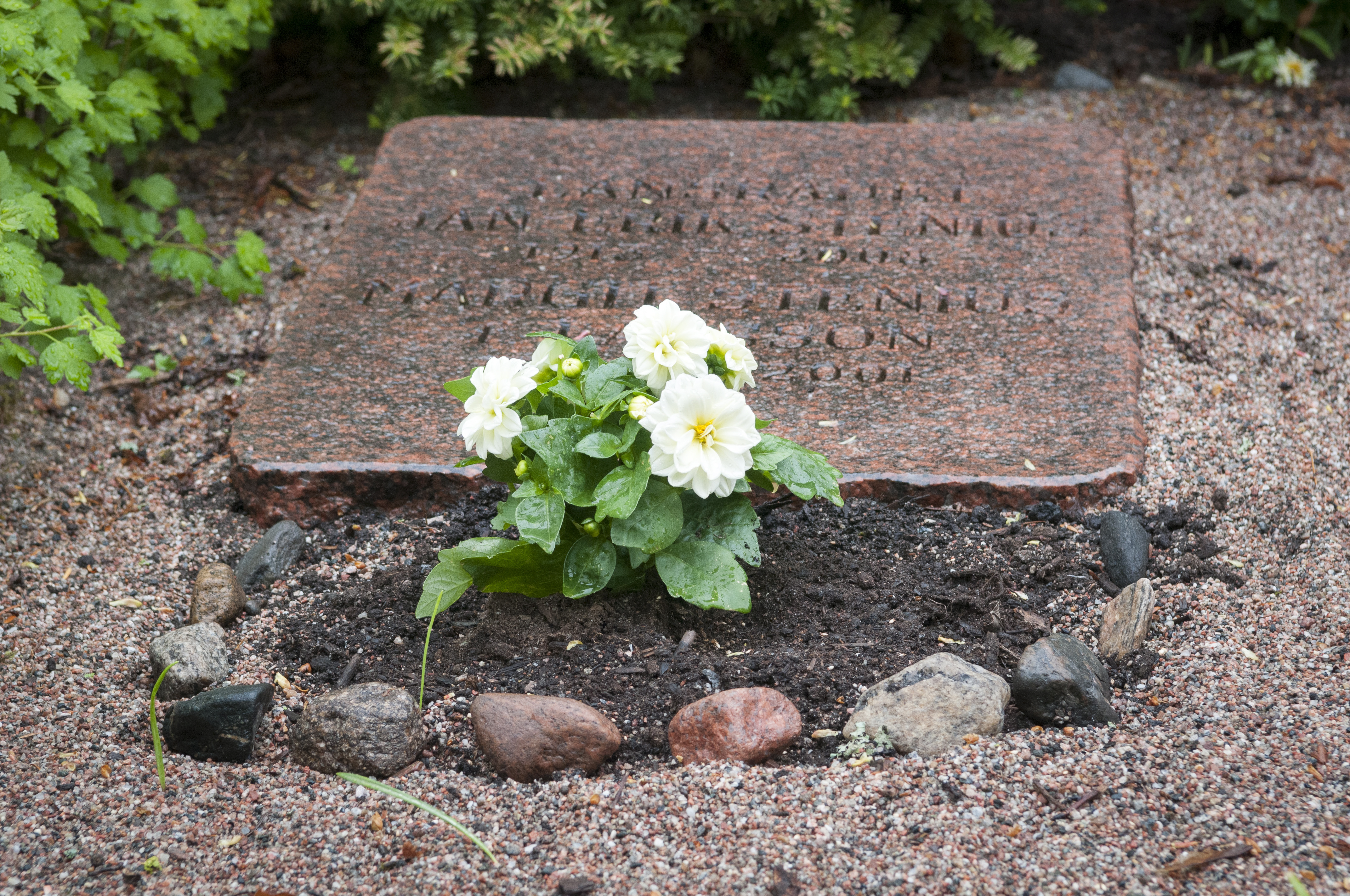 Vita planterade blommor på en grav.