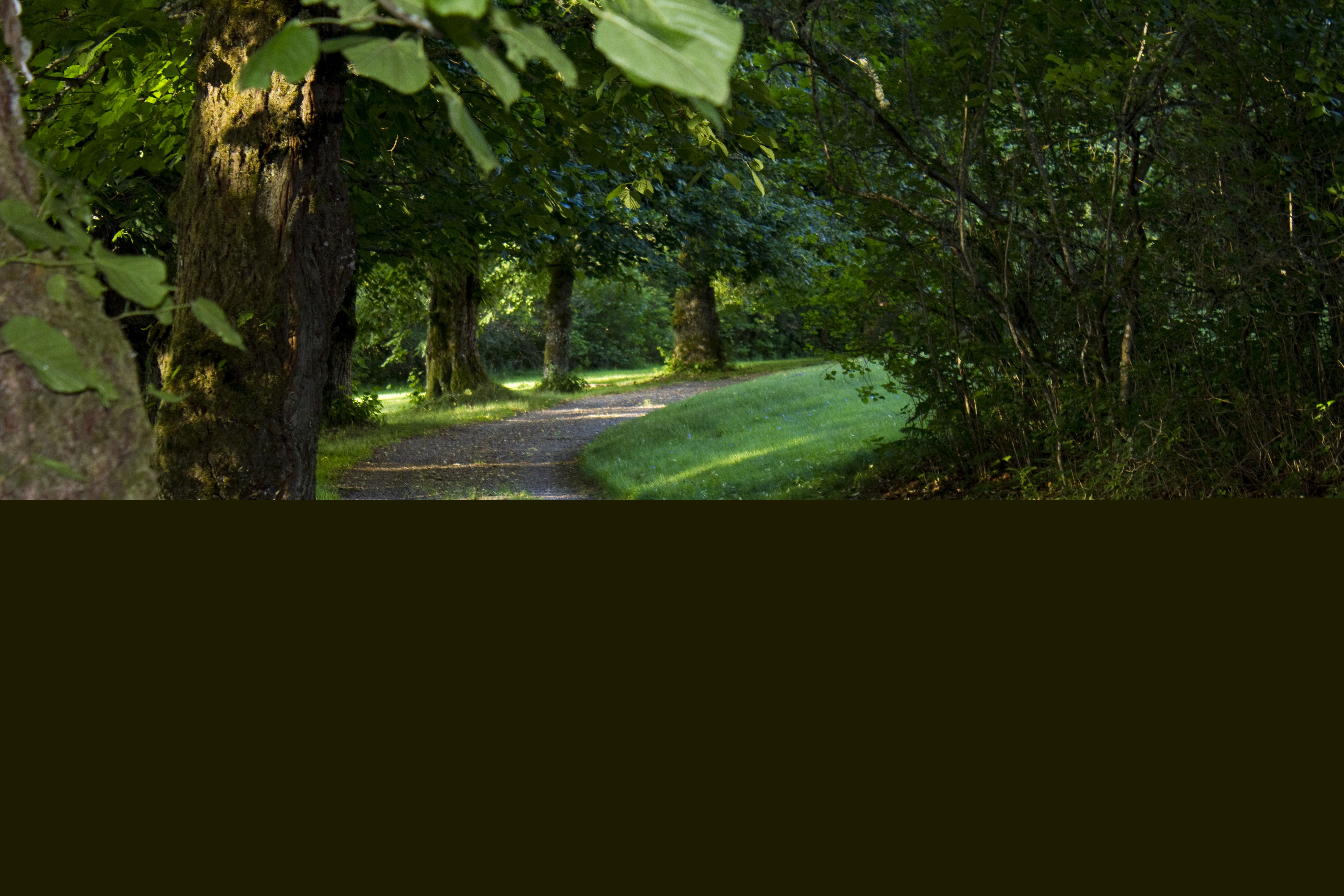 En gångväg i en park.