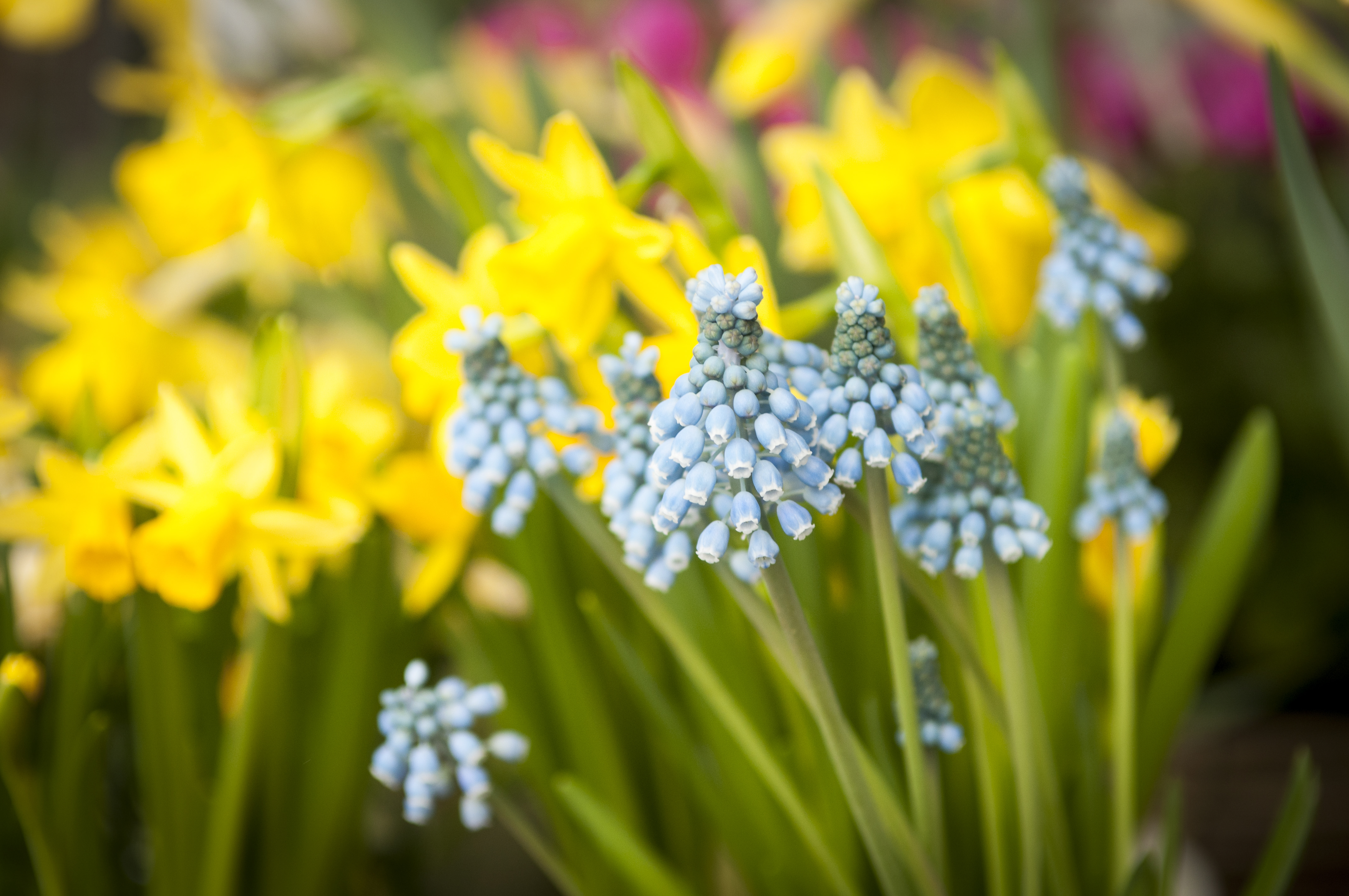 Närbild på påskblommor.