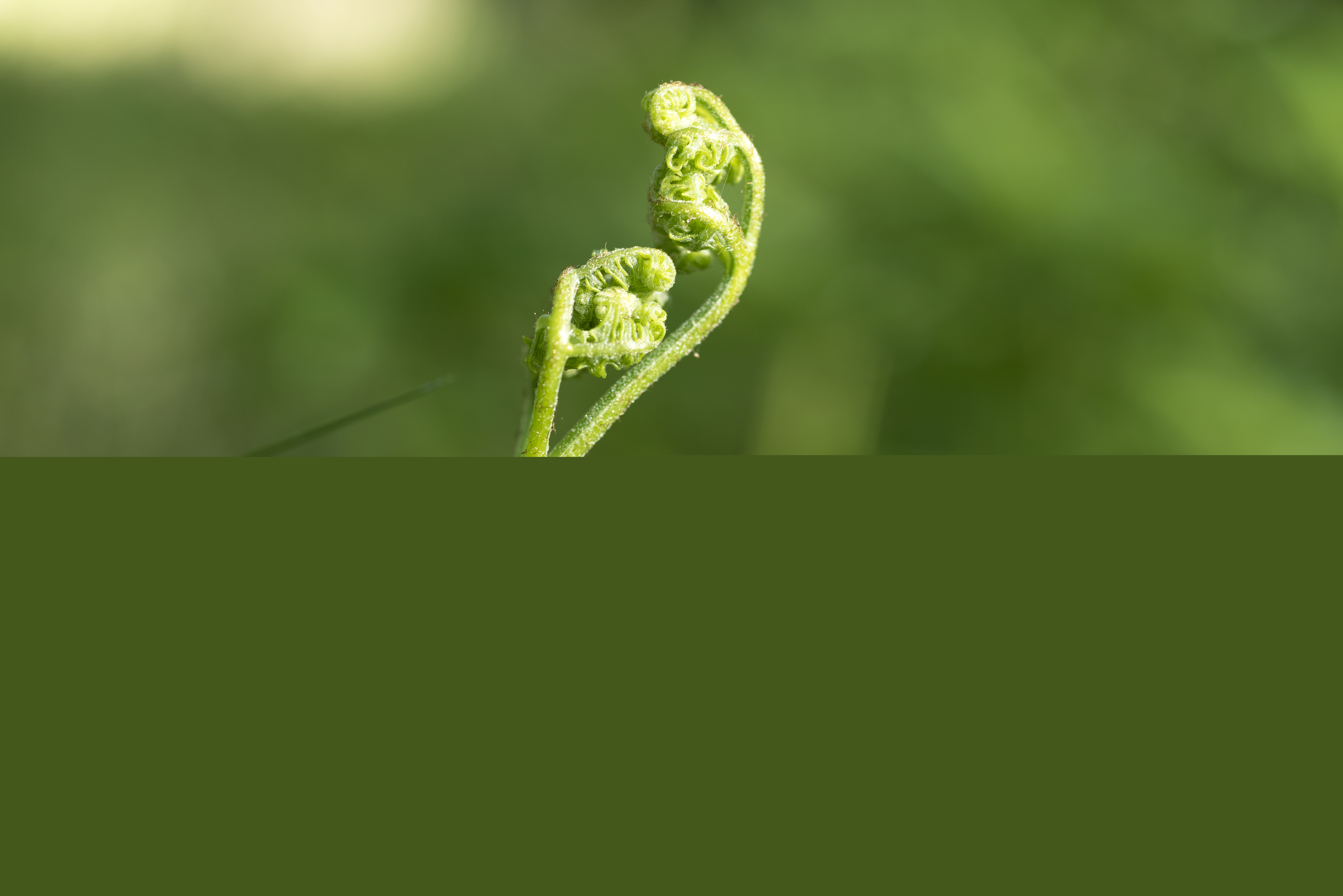 Närbild på en liten växt på väg att veckla ut sina blad.