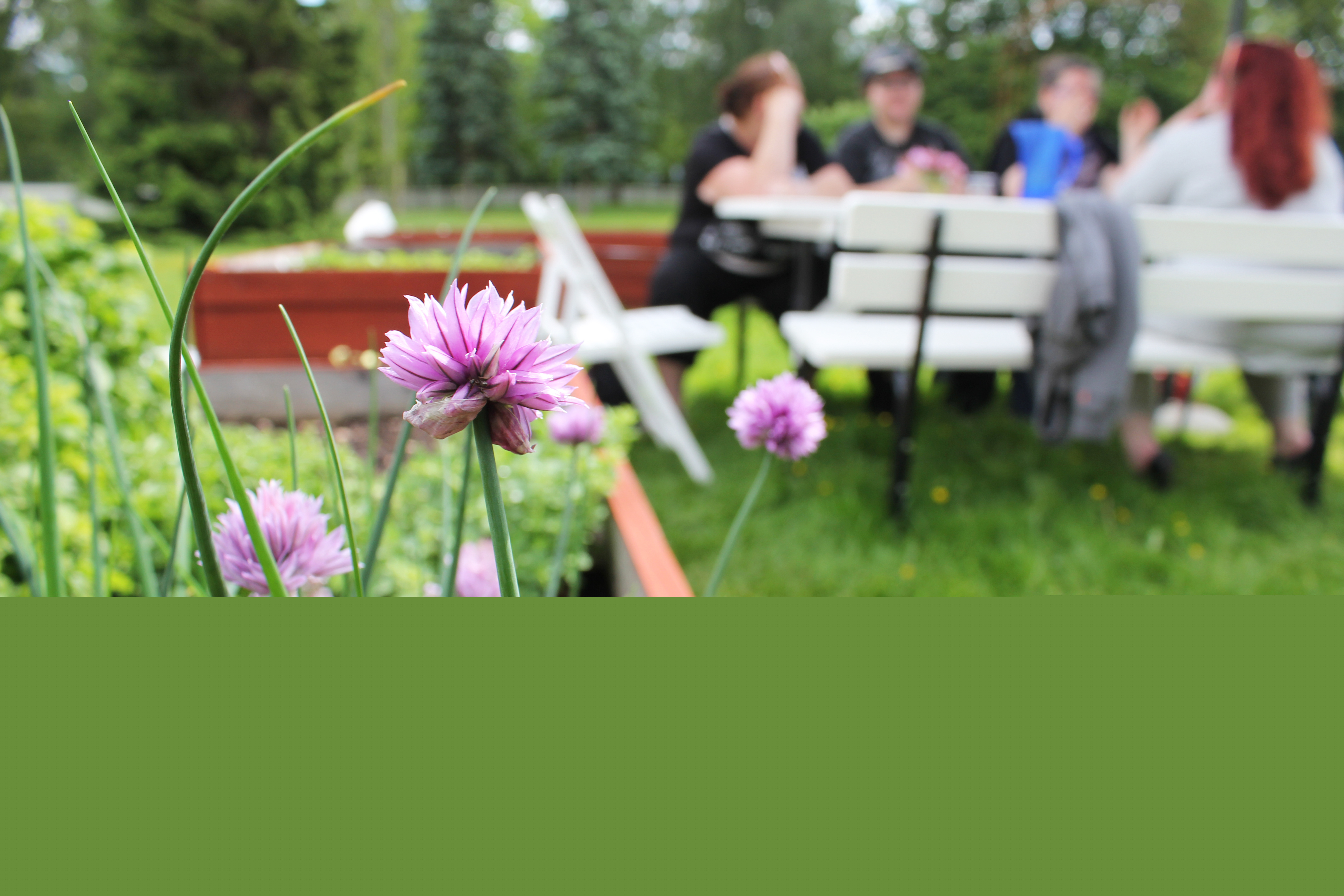 Gräslök i en odlingslåda. En grupp människor sitter i bakgrunden.