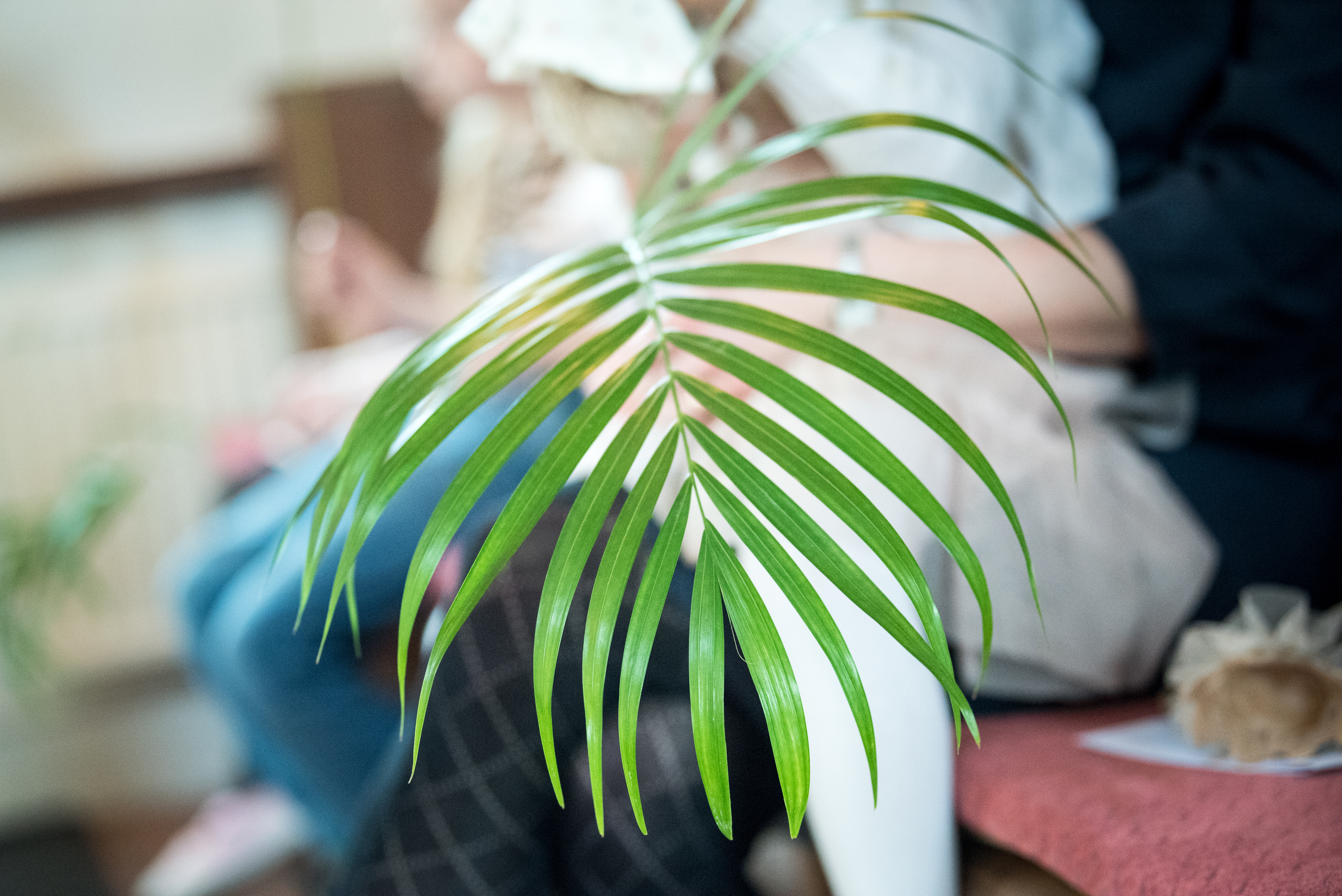 Närbild på någon som håller ett palmblad.