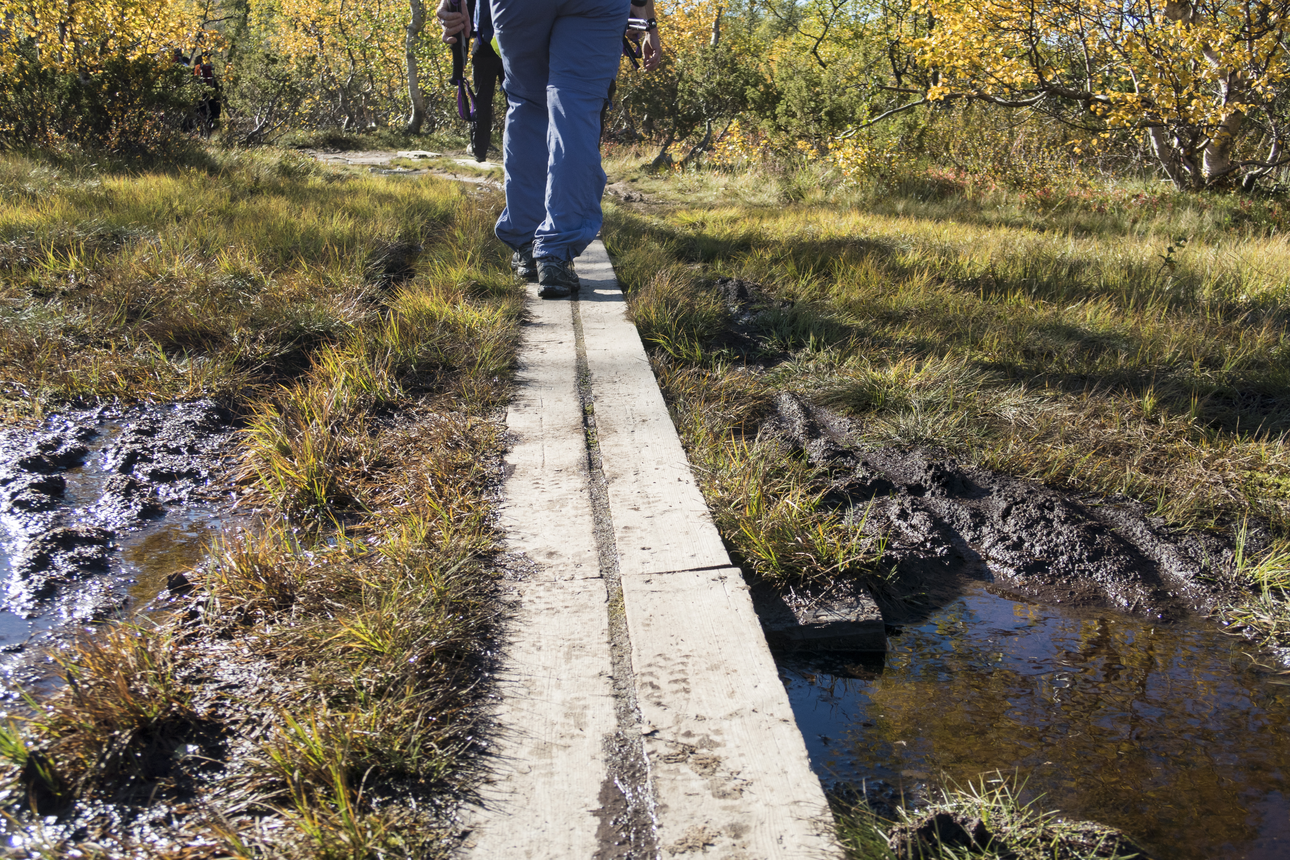 Någon går på en spång över våtmark.