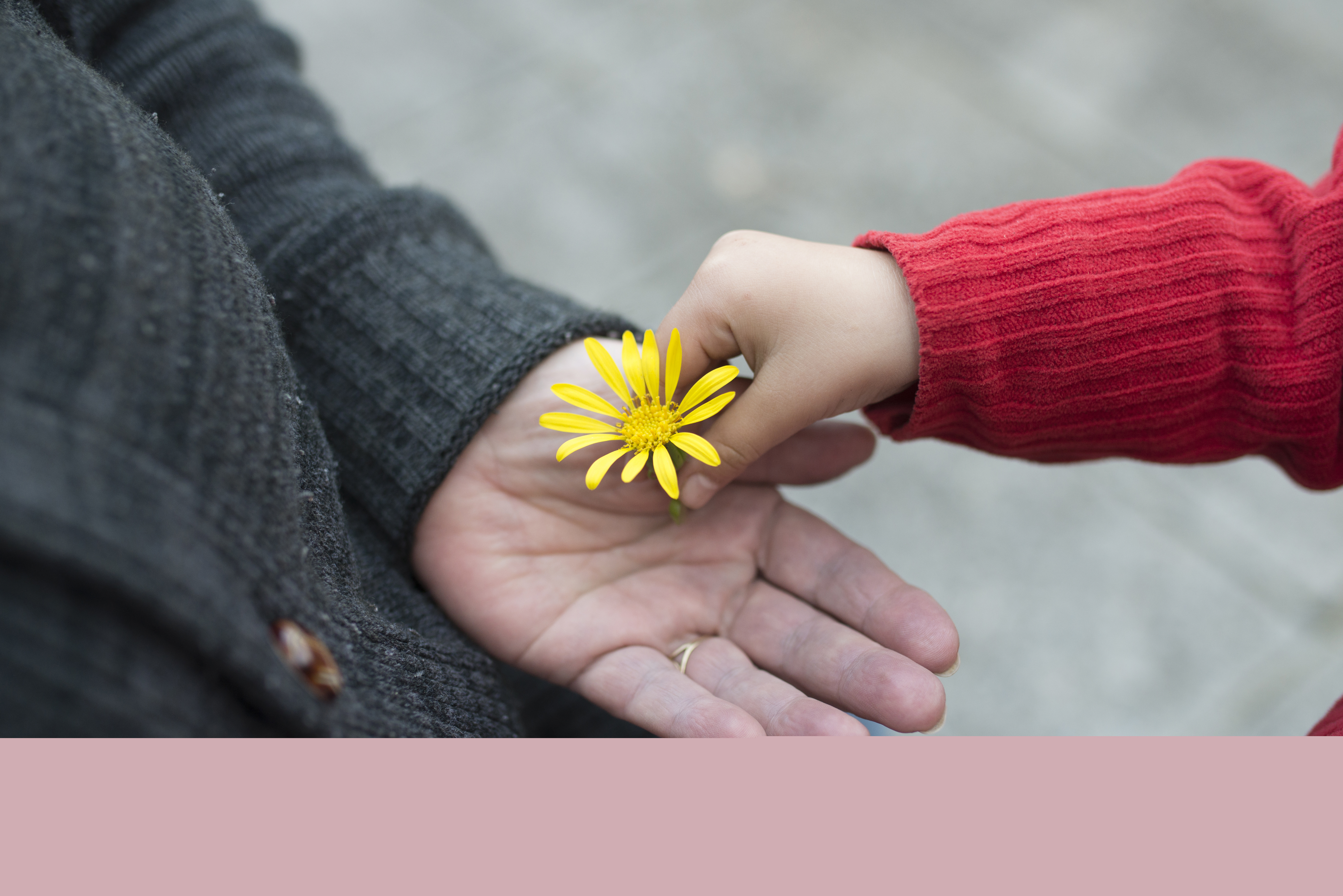 En barnhand lägger en gul blomma i en äldre persons hand.