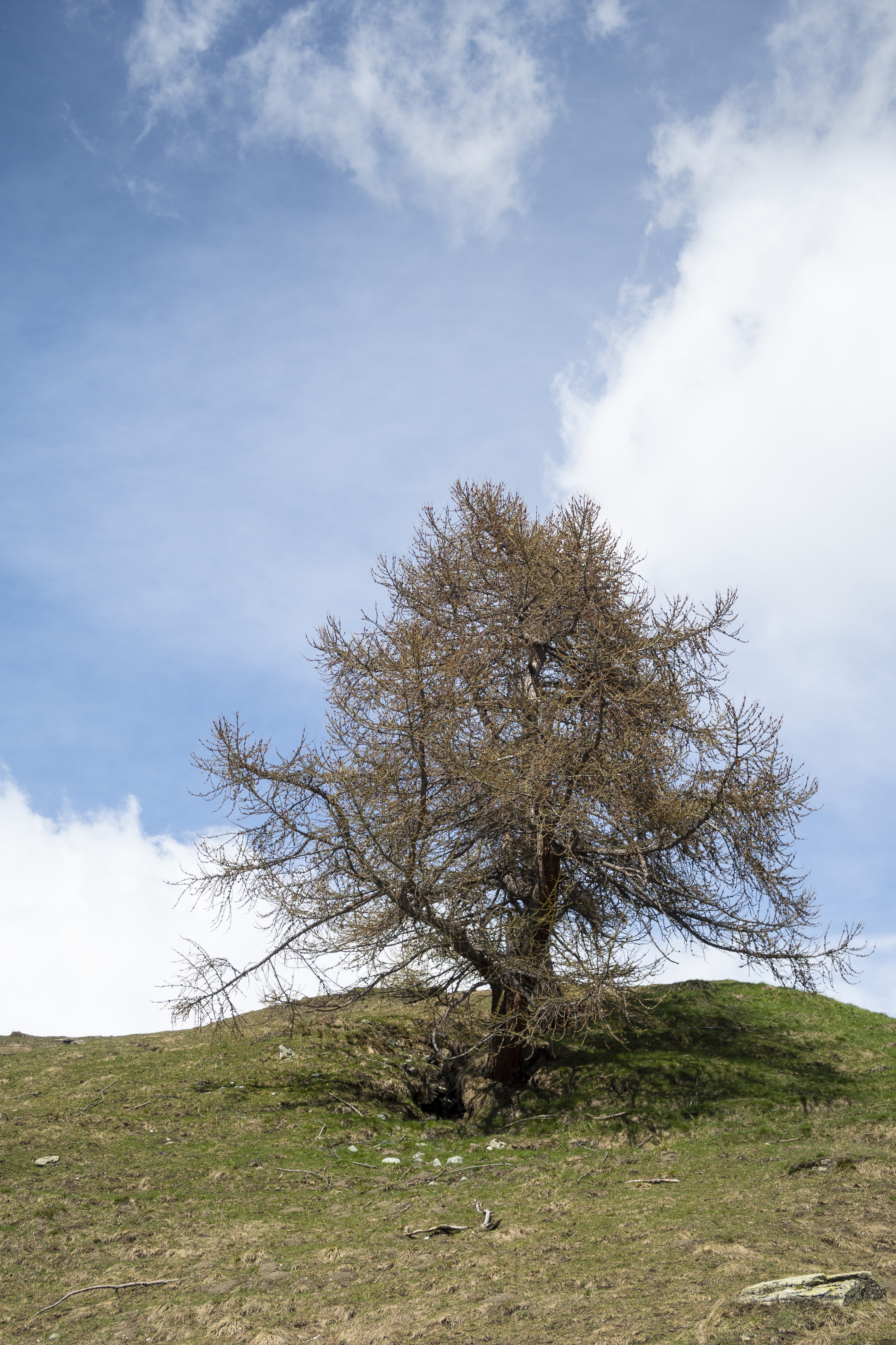 Ett ensamt träd på en kulle.