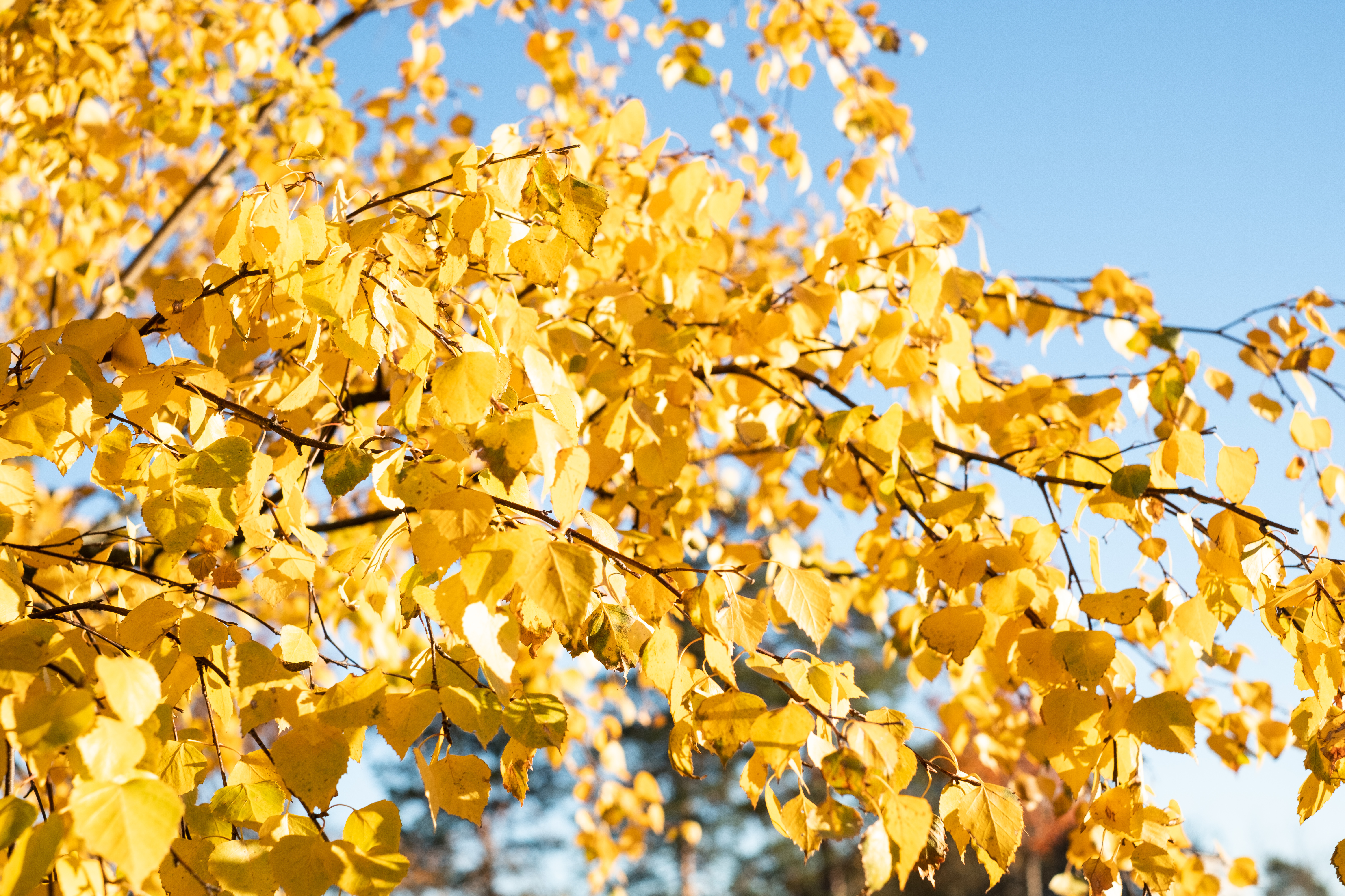 Grenar med gula höstlöv.