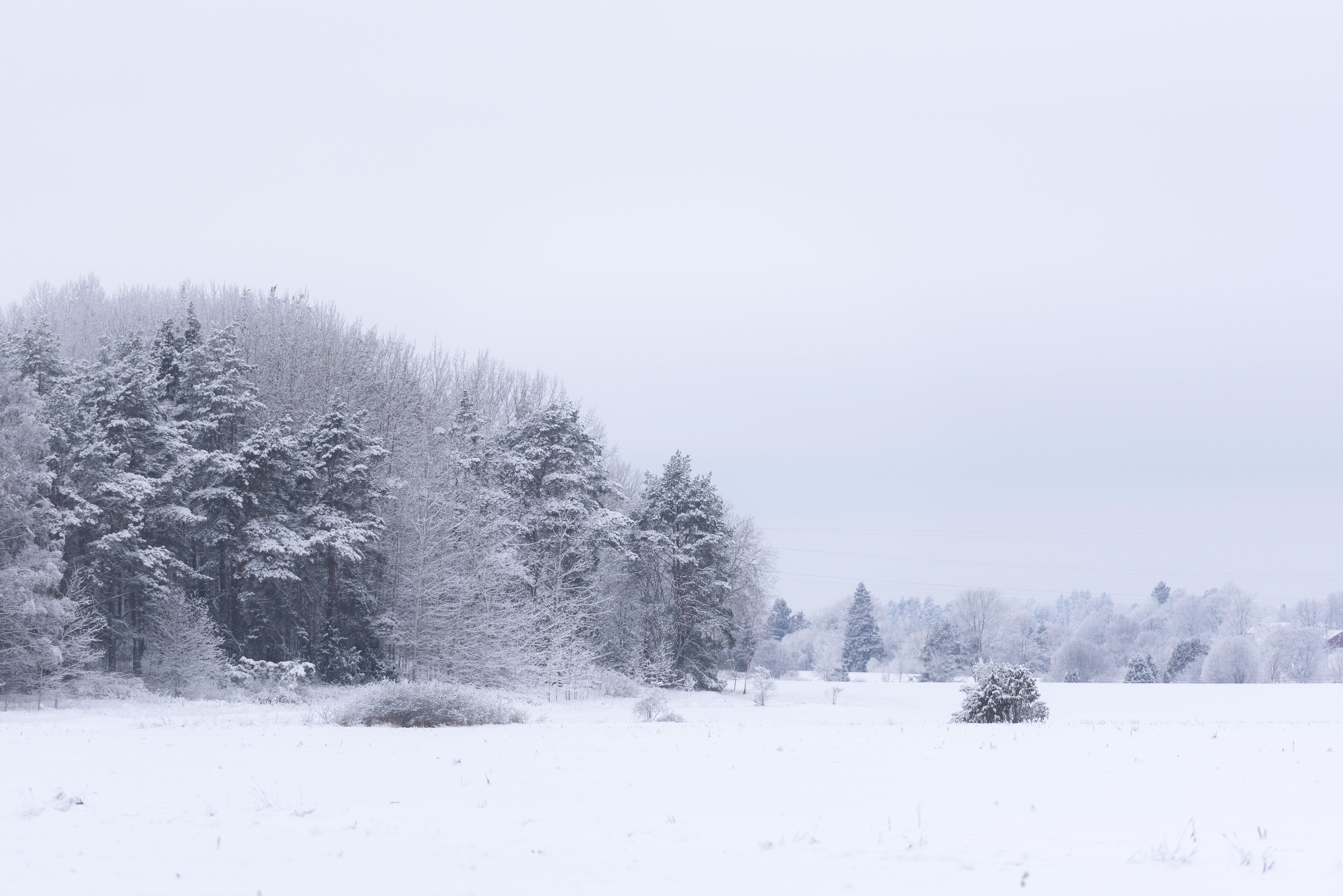 Snötäckt mark och frostiga träd.