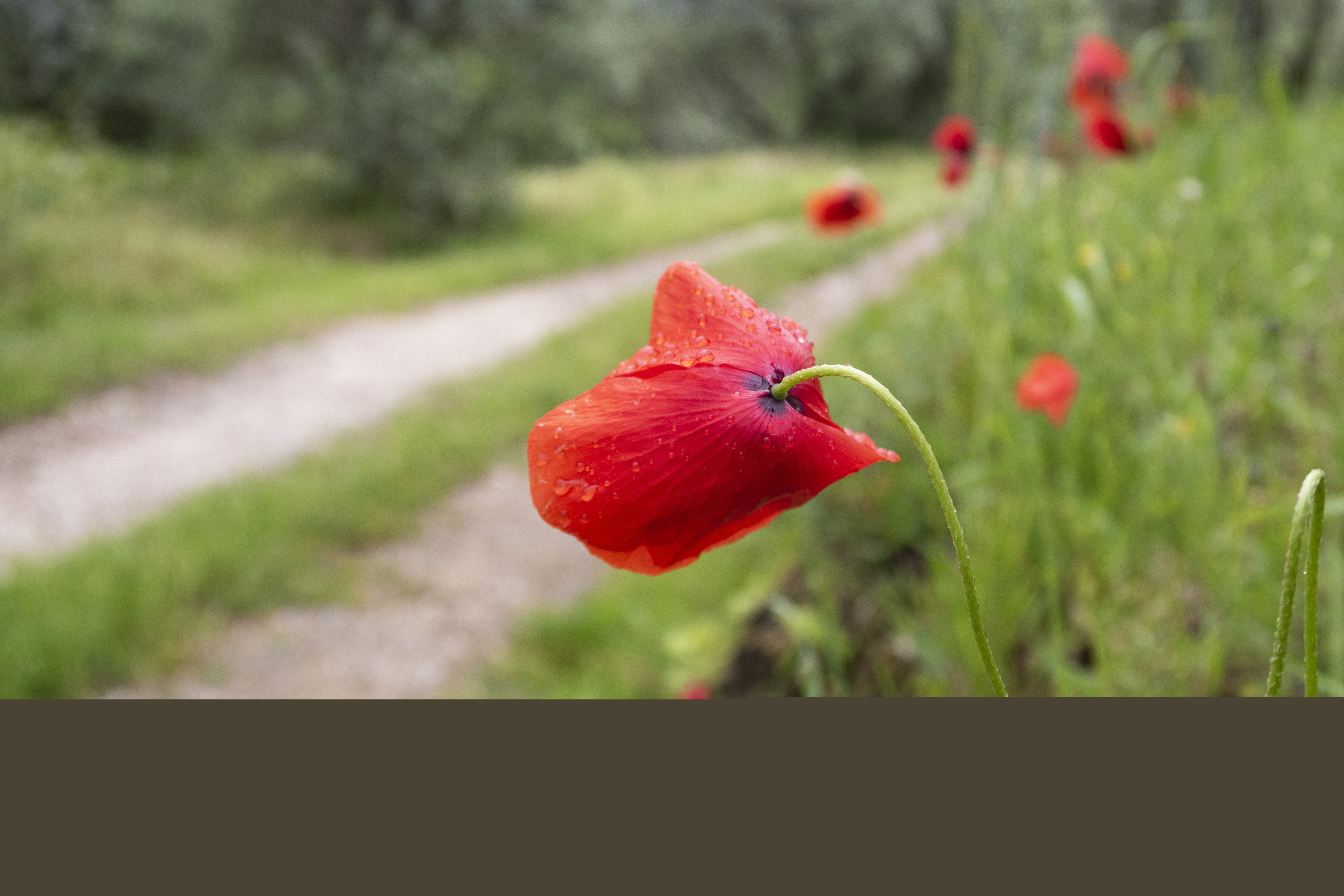 Röd vallmo längs en grusväg blöt av regnet.