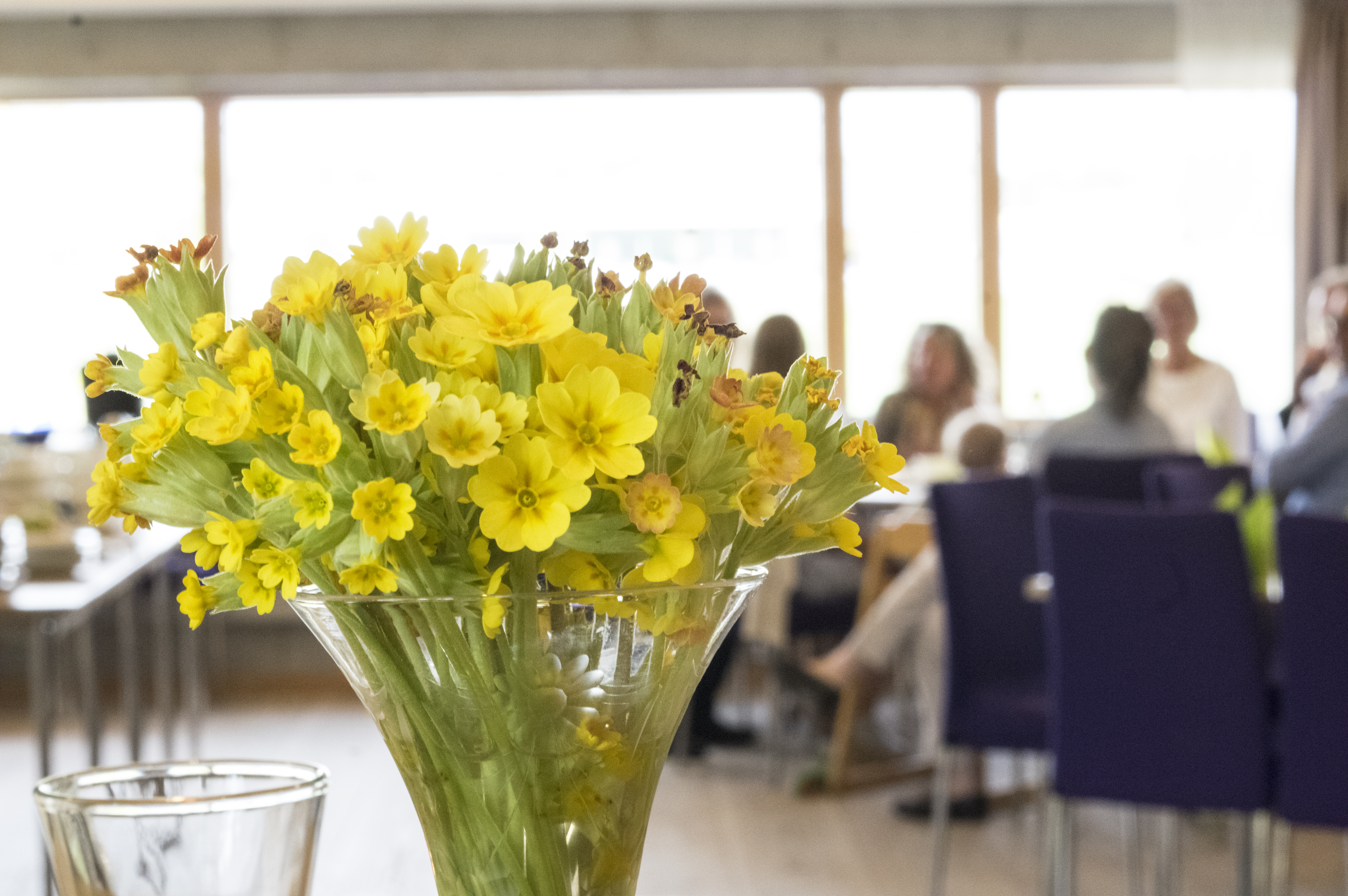 En bukett gullvivor i en vas.