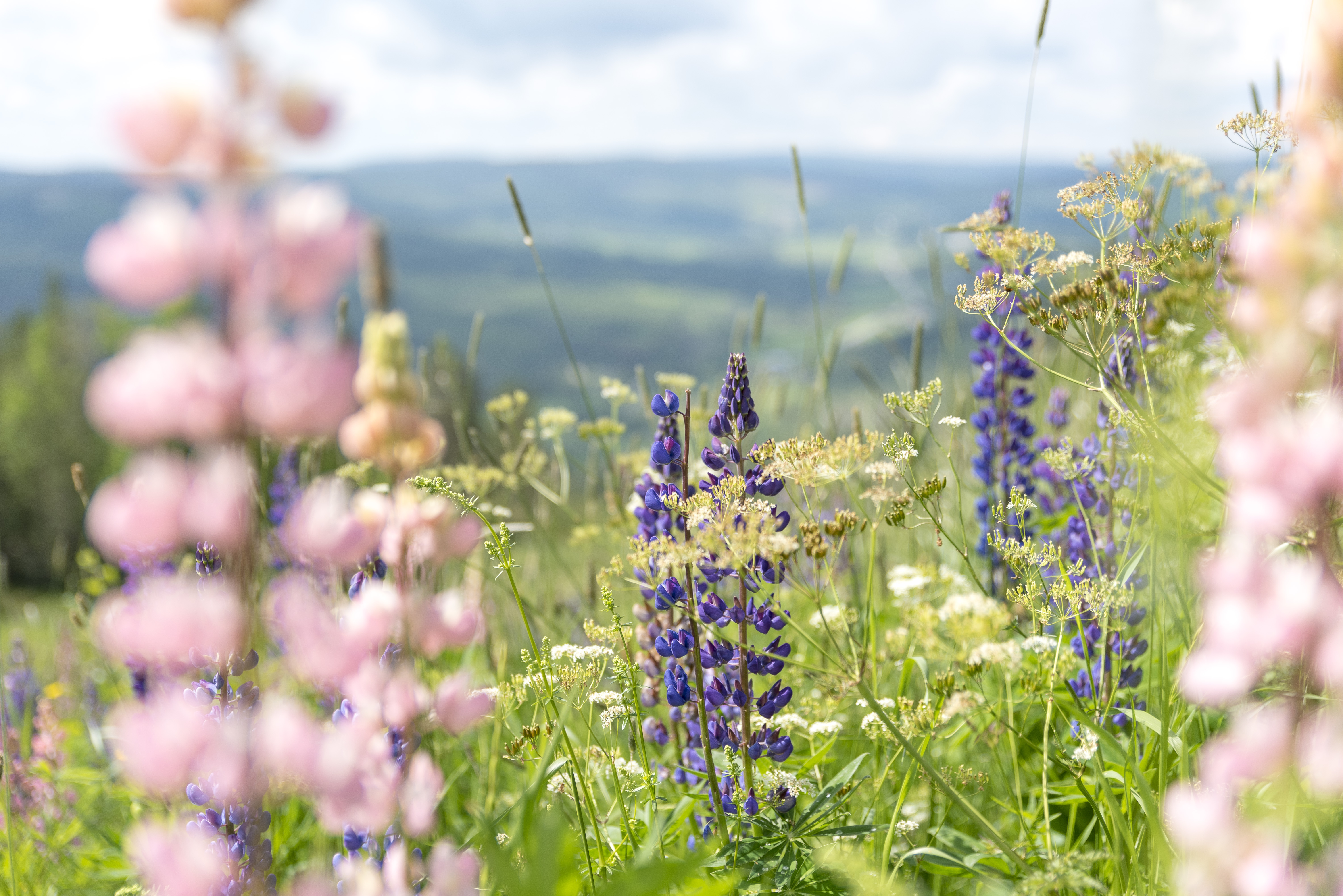 Rosa och lila lupiner på en sommaräng.